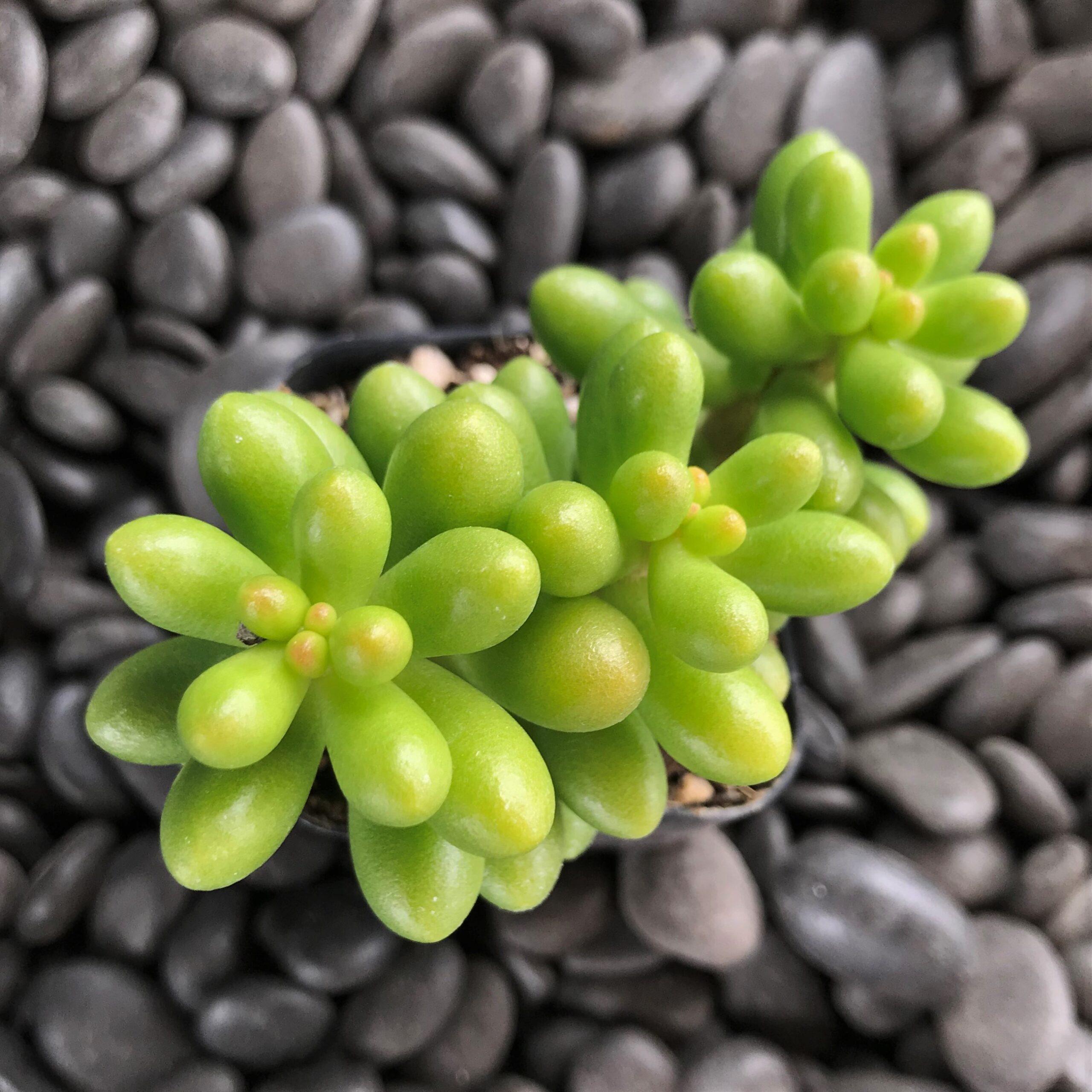 Sedum hernandezzi - Jelly Beans Succulent (2" Pot) | Little Prince of  Oregon Nursery