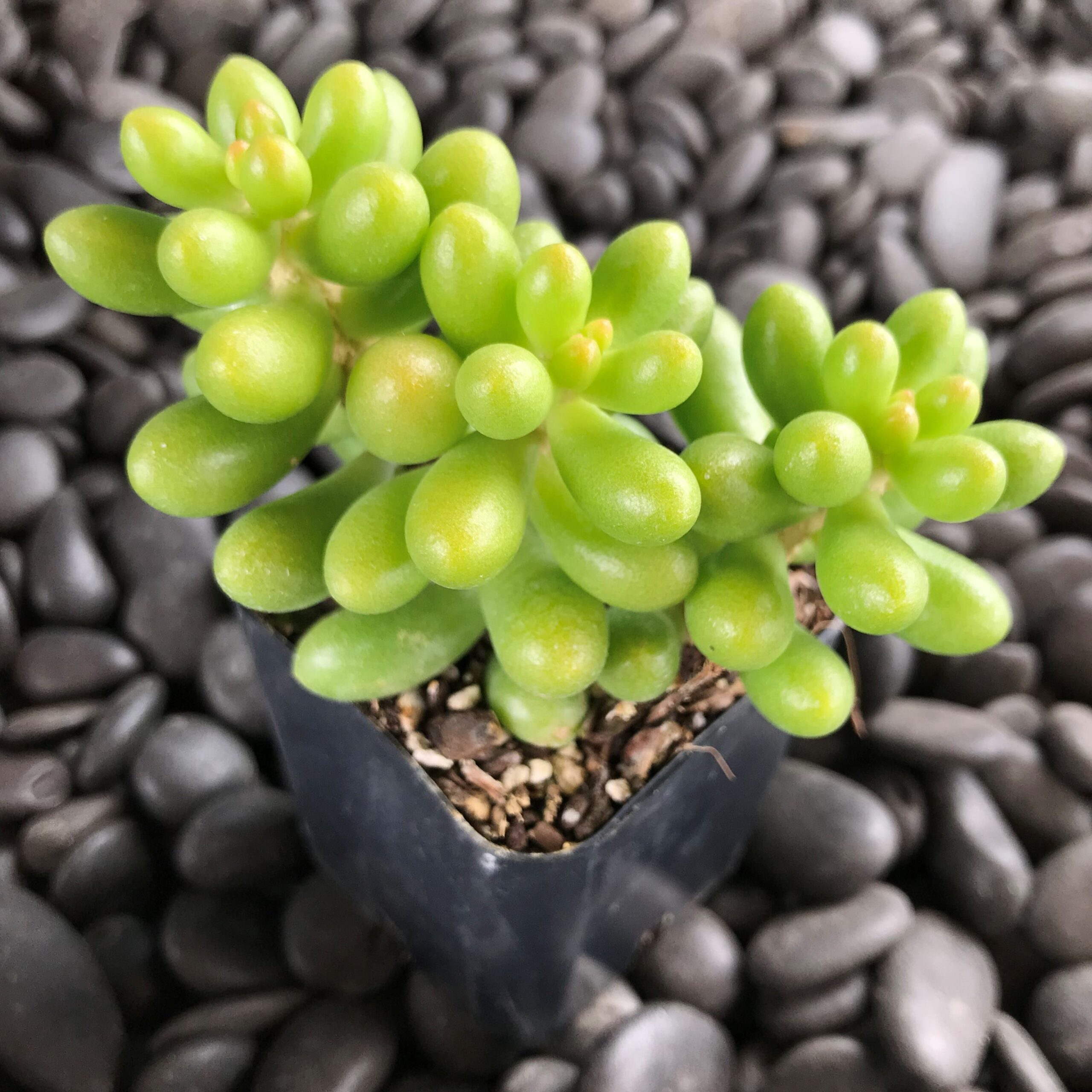 zz top plant ZZ Plant – Green Variety main image 1
