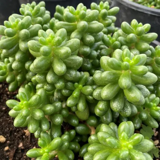 Sedum hernandezzi - Jelly Beans Succulent (2" Pot) | Little Prince of  Oregon Nursery