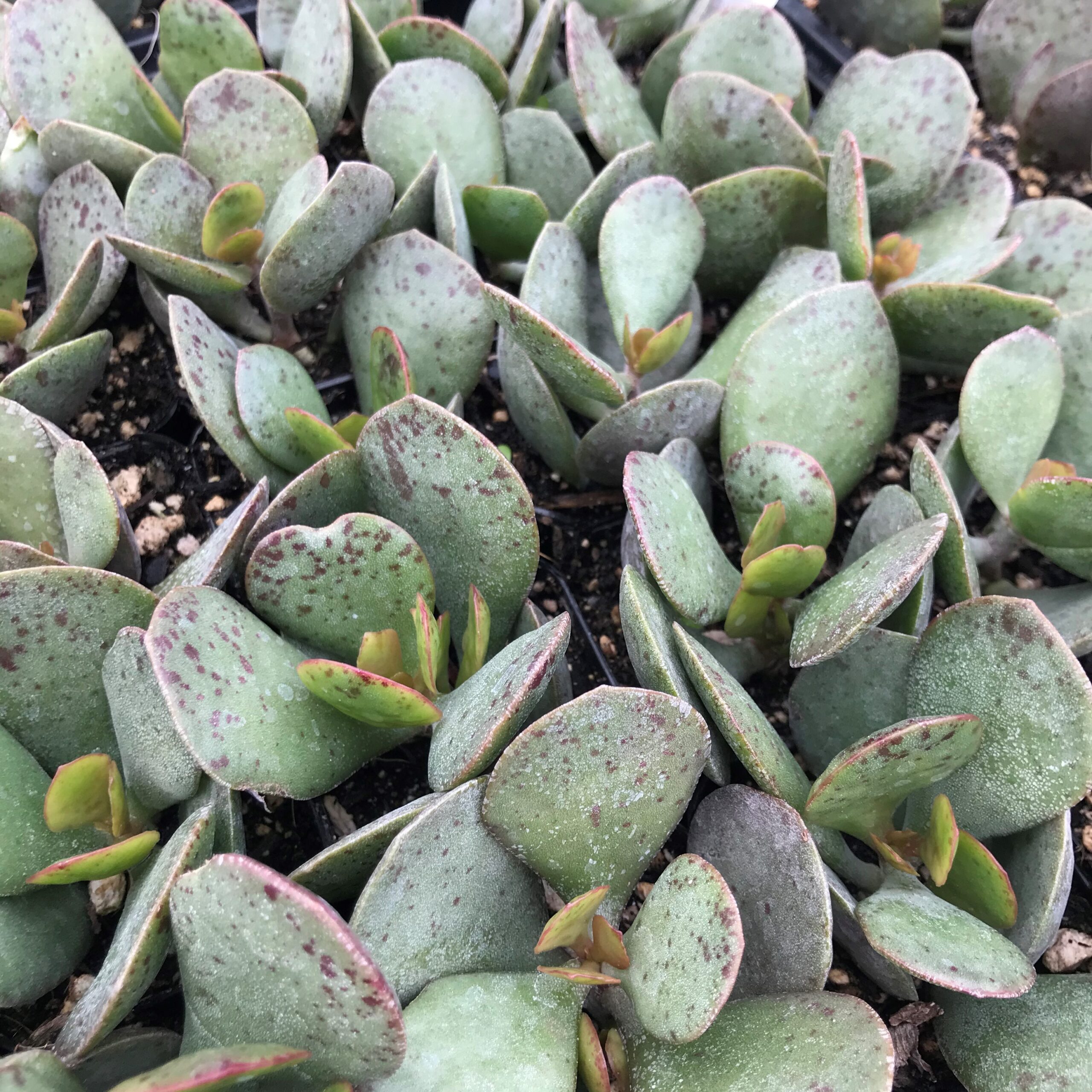 Adromischus maculatus - Calico Hearts Plant (2" Pot) | Little Prince of  Oregon Nursery
