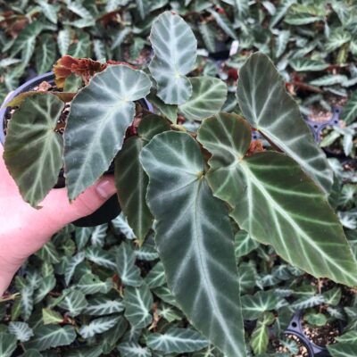 Begonia 'Grey Feather' (4.5" Pot)