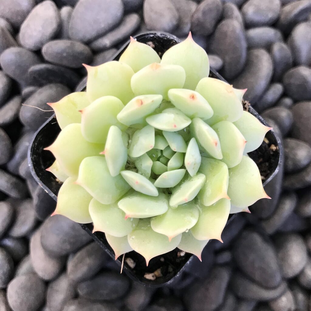 Echeveria-derenbergii-Painted-