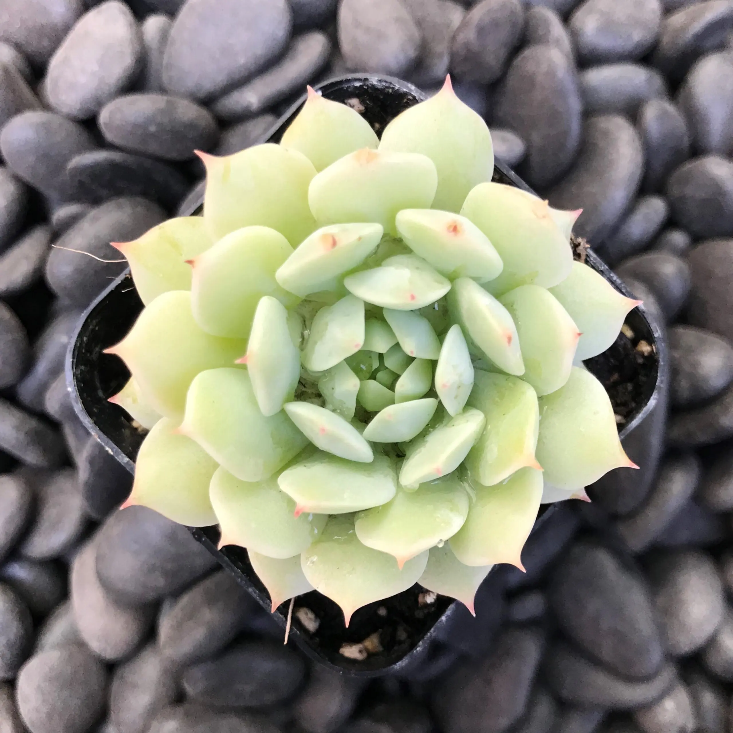 Live Echeveria Derenbergii Succulent – Fully Rooted In 2-Inch Pot, Indoor/Outdoor