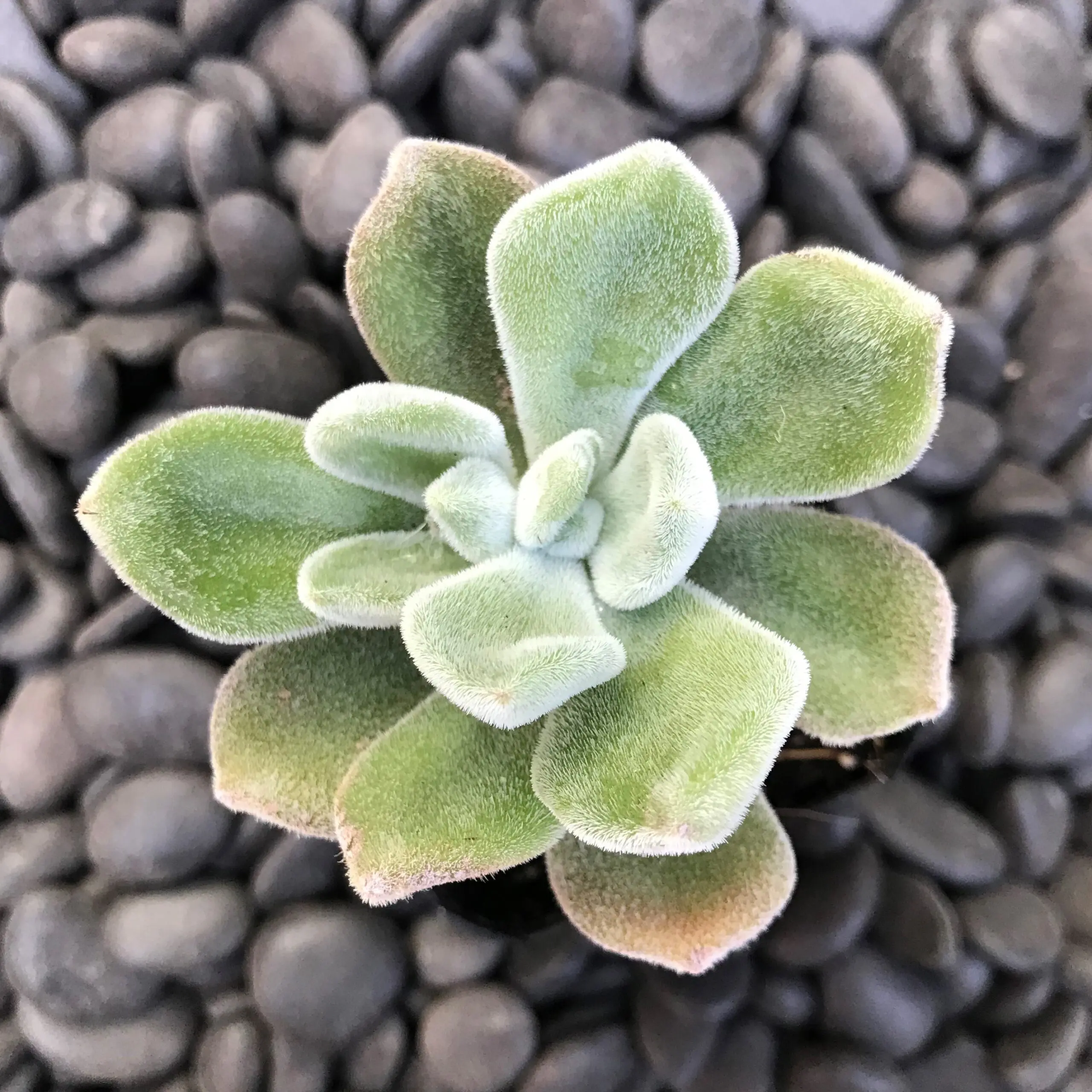 Echeveria pulvinata 'Frosty' - White Chinelle Plant (2" Pot) | Little  Prince of Oregon Nursery