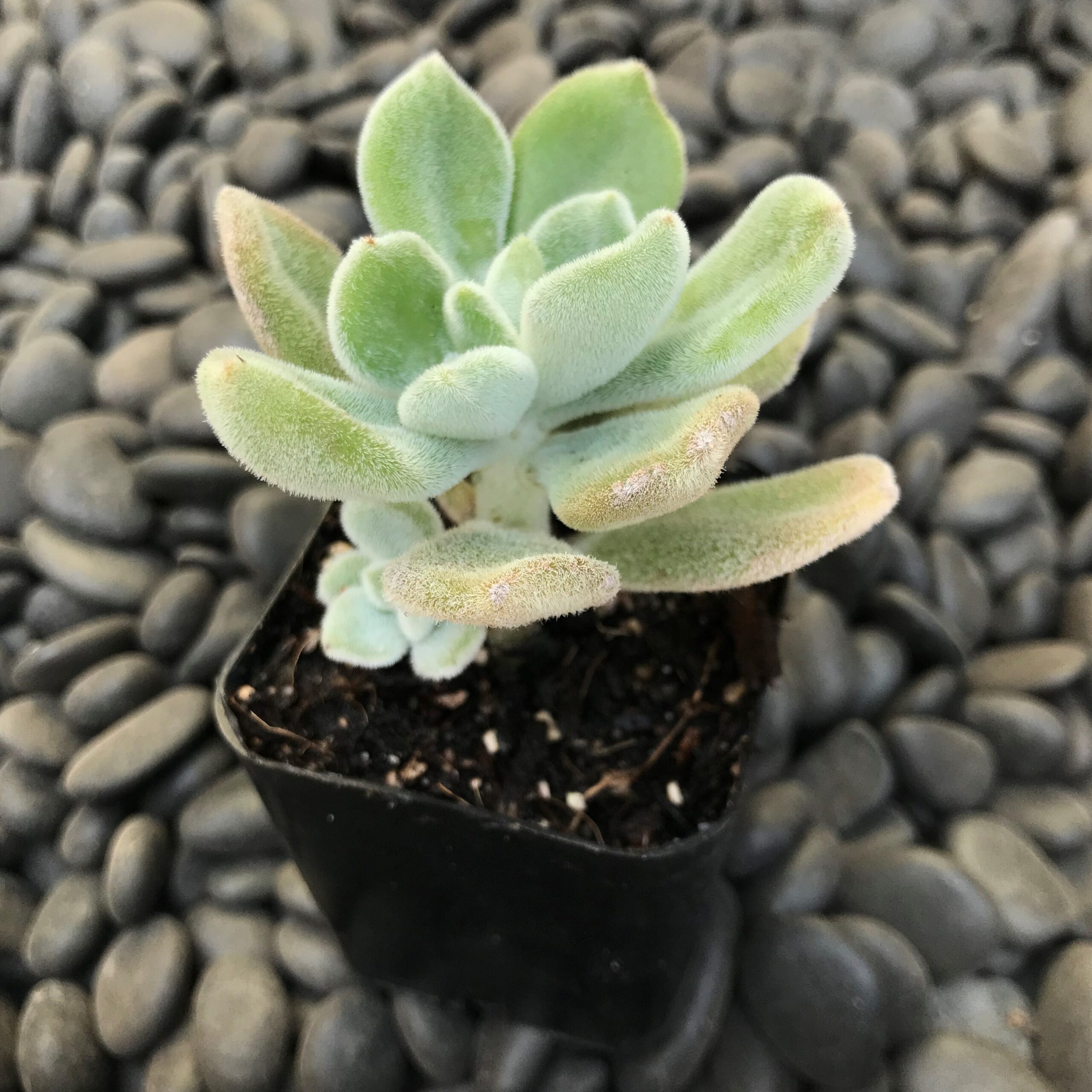 Echeveria pulvinata 'Frosty' - White Chinelle Plant (2