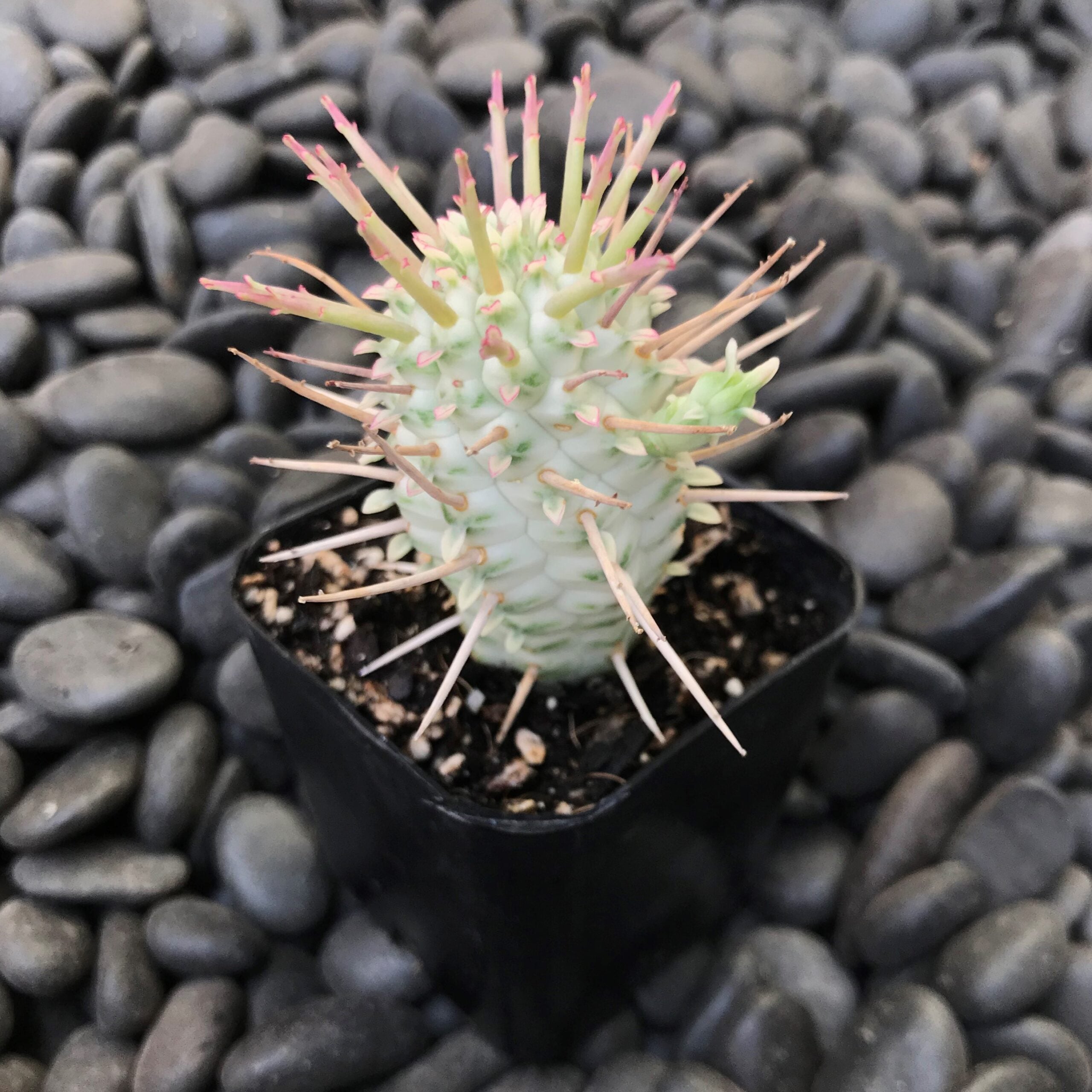 Euphorbia mammillaris forma Variegata  Variegated Corn Cob Cactus (2"  Pot) | Little Prince of Oregon Nursery