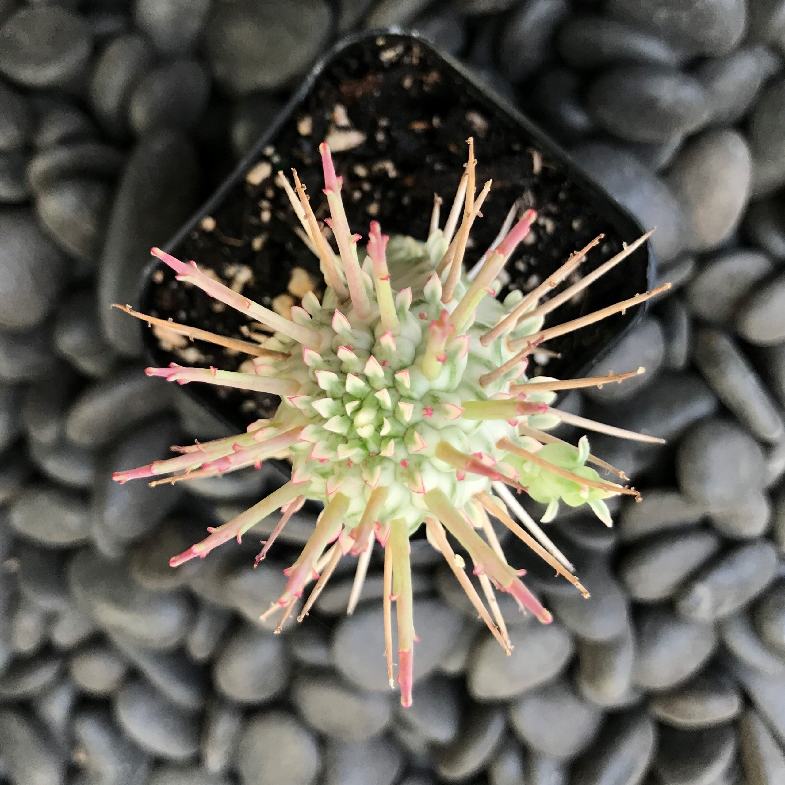 Euphorbia mammillaris forma ‘Variegata’ – Variegated Corn Cob Cactus (2" Pot) - Image 2