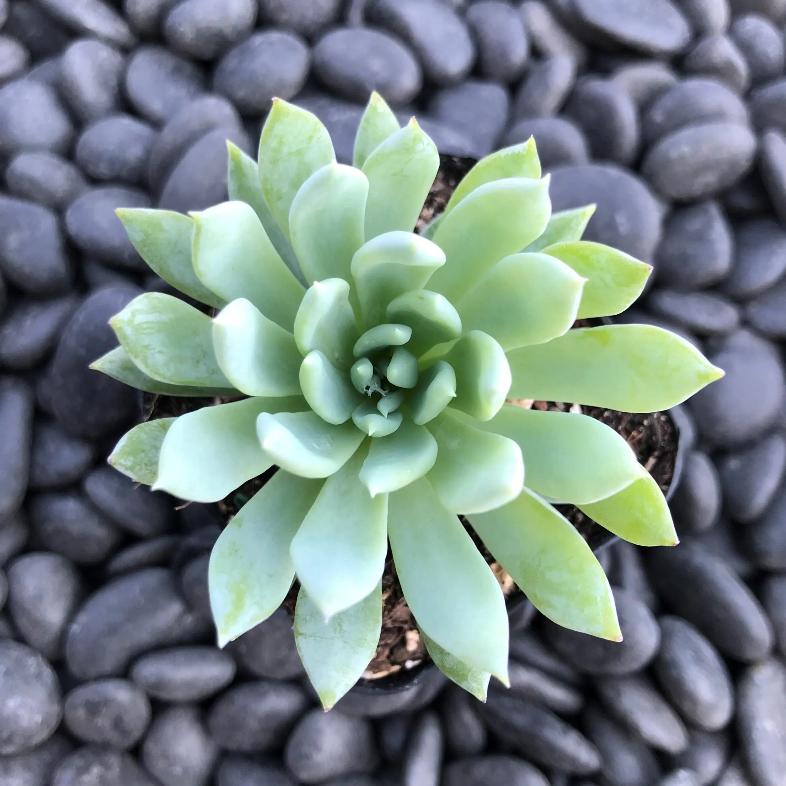 Graptopetalum macdougalii (2