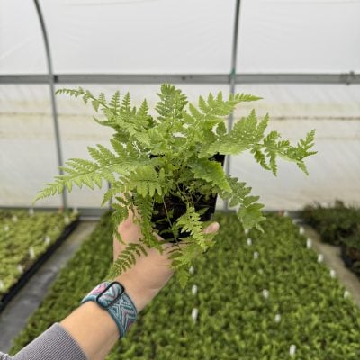 Athyrium angustum forma rubellum - Lady in Red Fern (3.5" Pot)