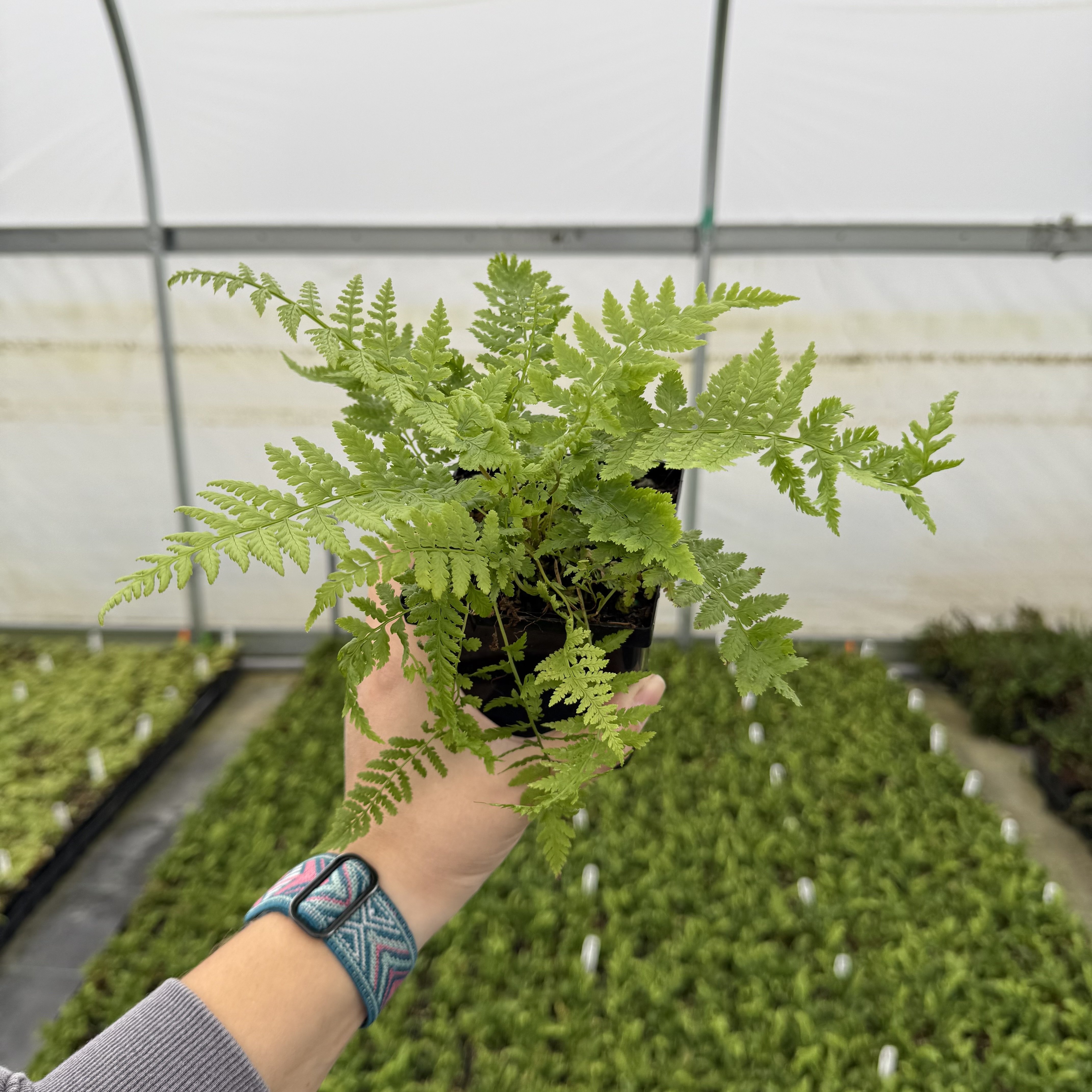 Athyrium angustum forma rubellum - Lady in Red Fern (3.5" Pot)