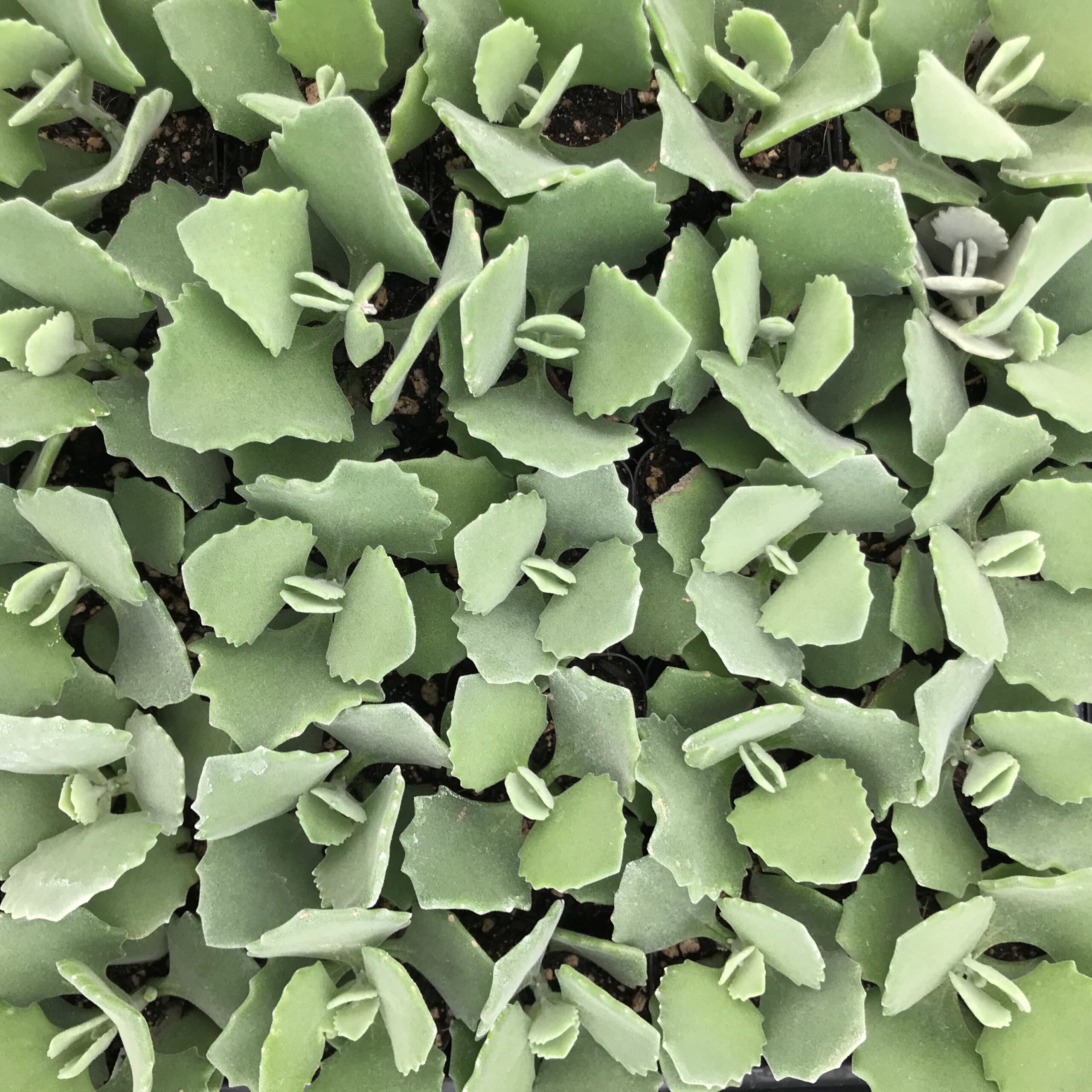Kalanchoe millotii (2" Pot) - Image 5