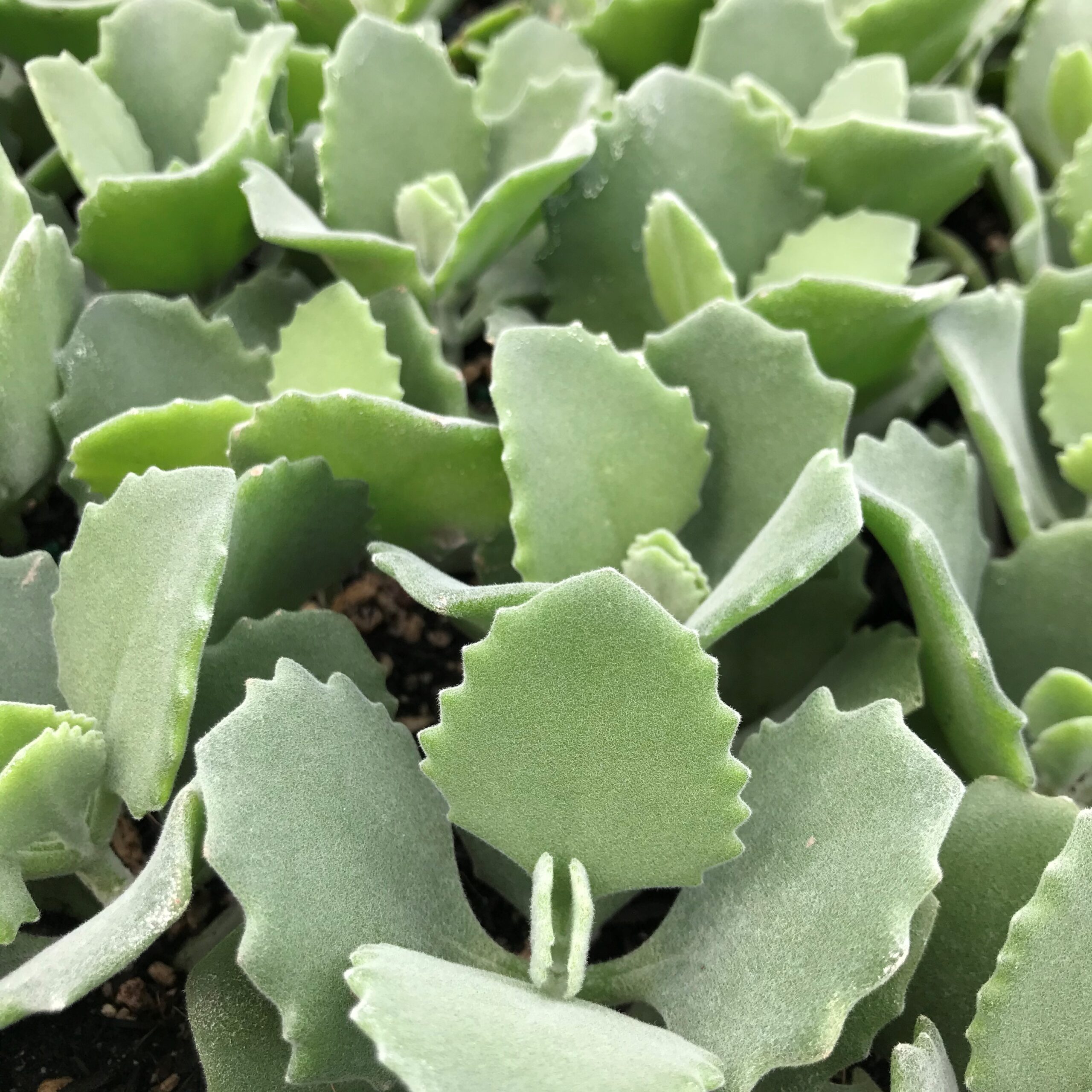 Kalanchoe millotii (2" Pot) - Image 4