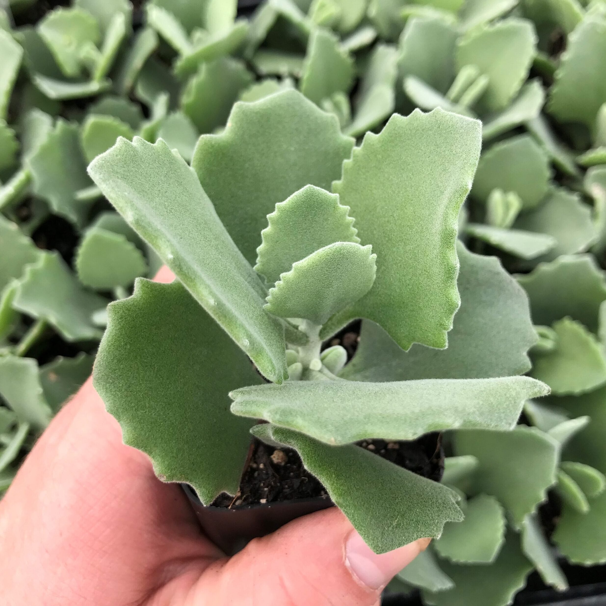 Kalanchoe millotii (2" Pot)