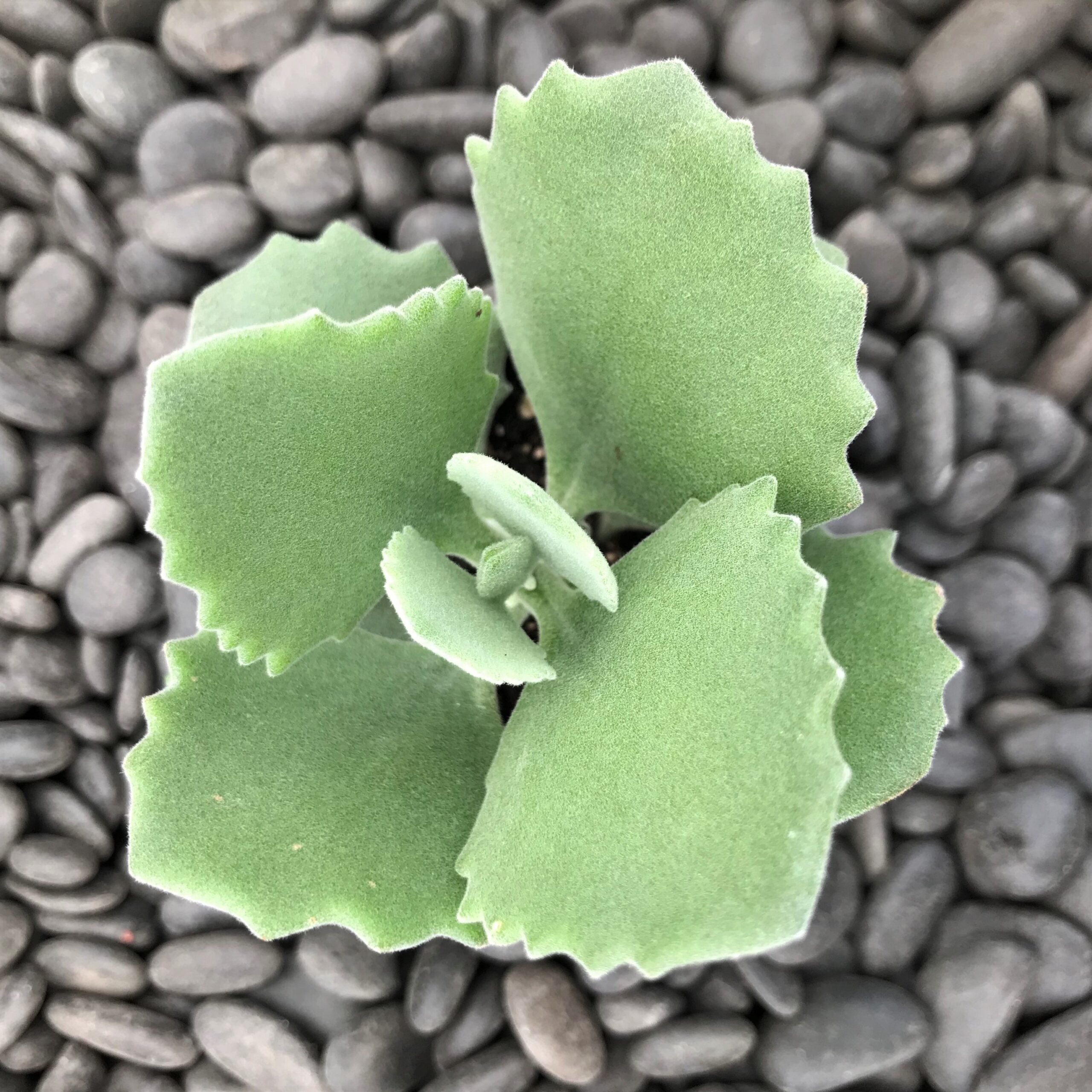 Kalanchoe millotii (2" Pot) - Image 2
