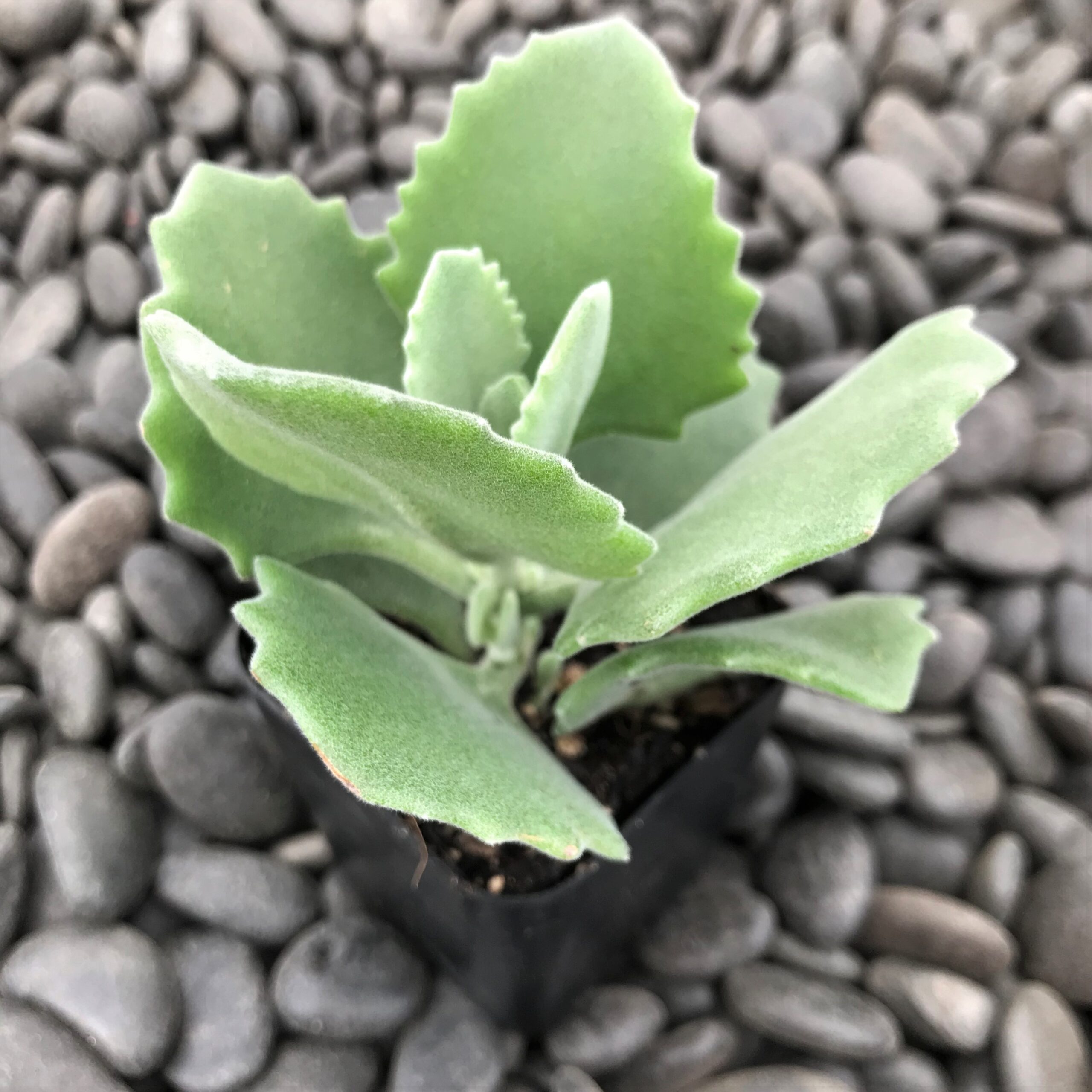 Kalanchoe millotii (2" Pot) - Image 3