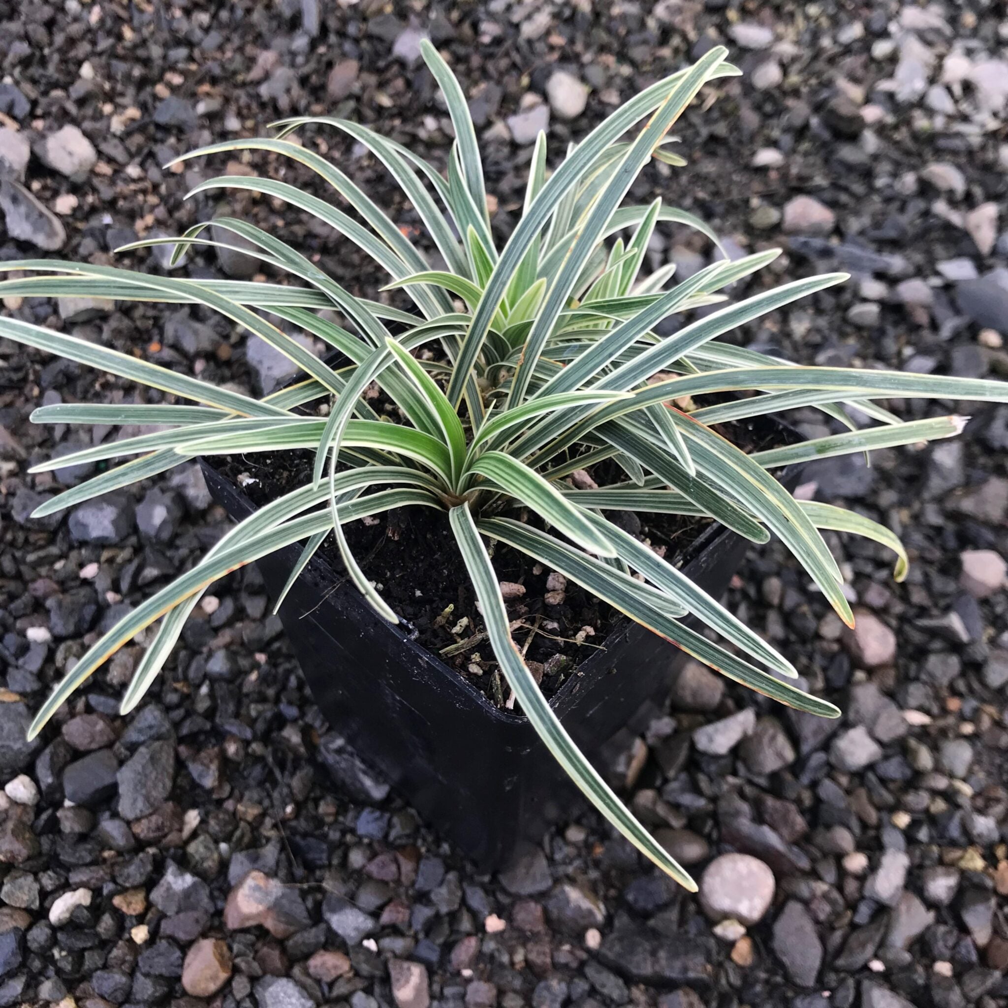 Ophiopogon japonicus 'Pam Harper' - Mondo Grass (3.5" Pot) | Little