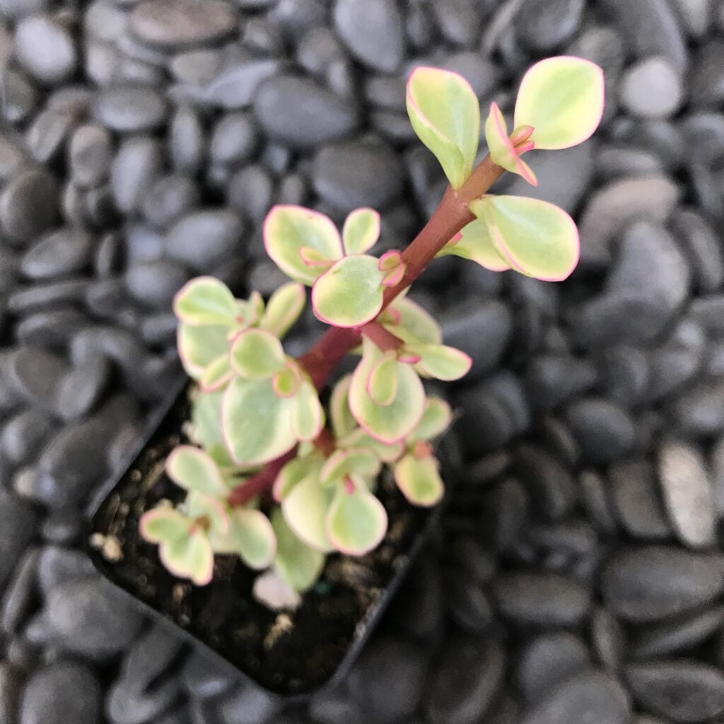 Portulacaria afra forma 'Variegata' - Rainbow Bush (2" Pot) | Little Prince  of Oregon Nursery