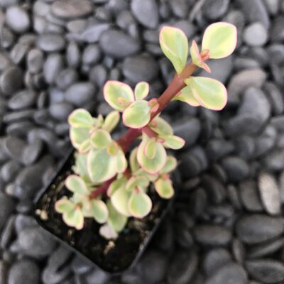 Portulacaria afra forma 'Variegata' - Rainbow Bush (2" Pot)