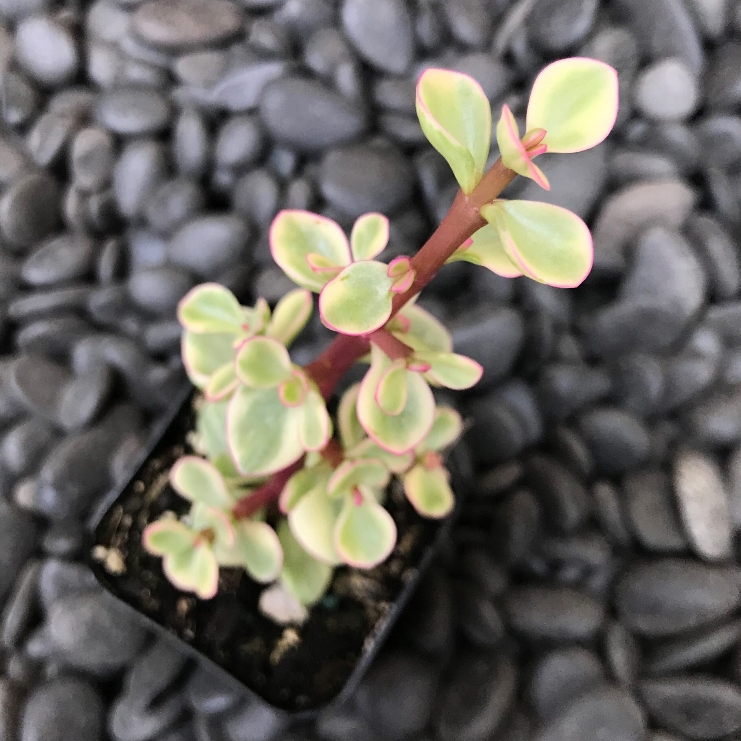 Portulacaria afra forma 'Variegata' - Rainbow Bush (2" Pot)