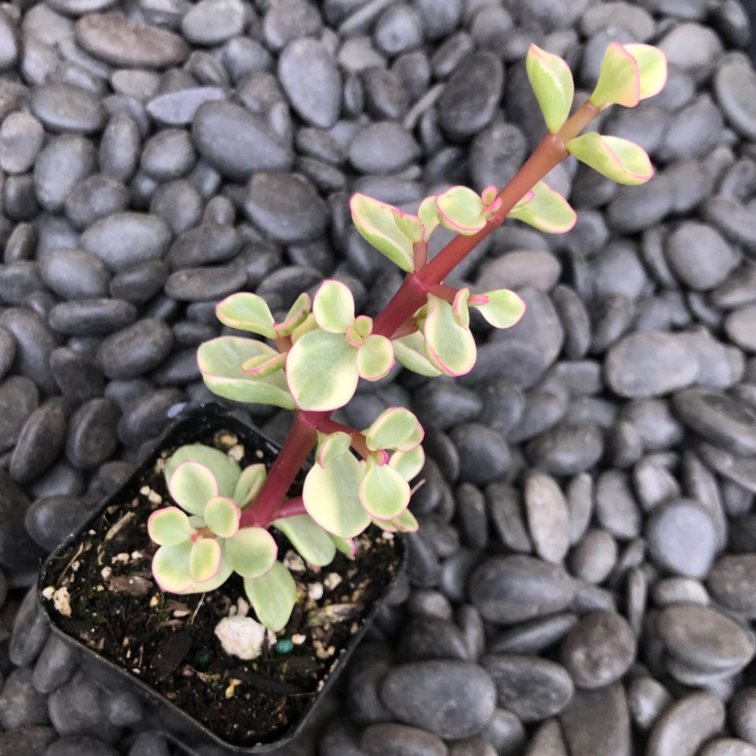 Portulacaria afra forma 'Variegata' - Rainbow Bush (2" Pot) - Image 2