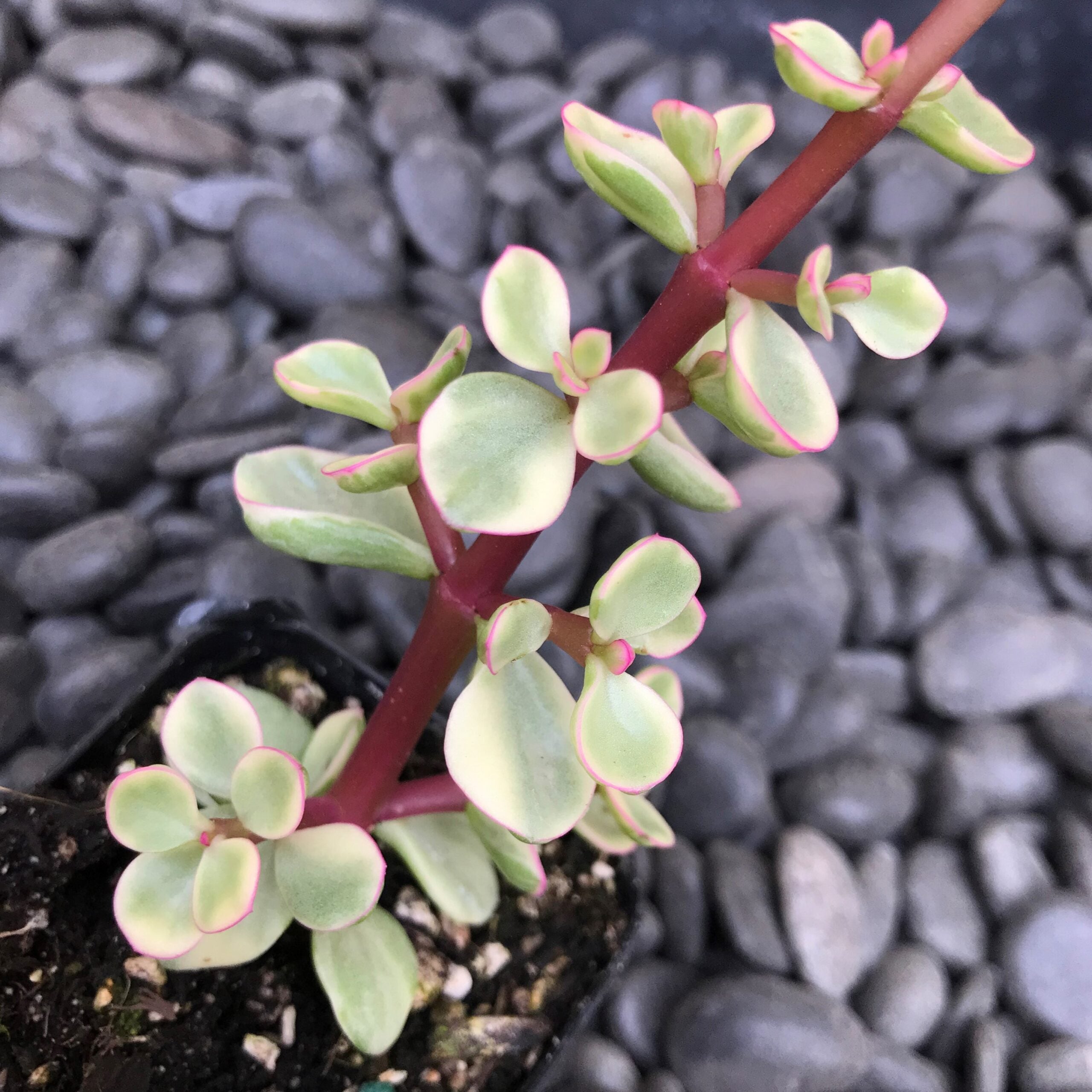 Portulacaria afra forma 'Variegata' - Rainbow Bush (2" Pot) - Image 3