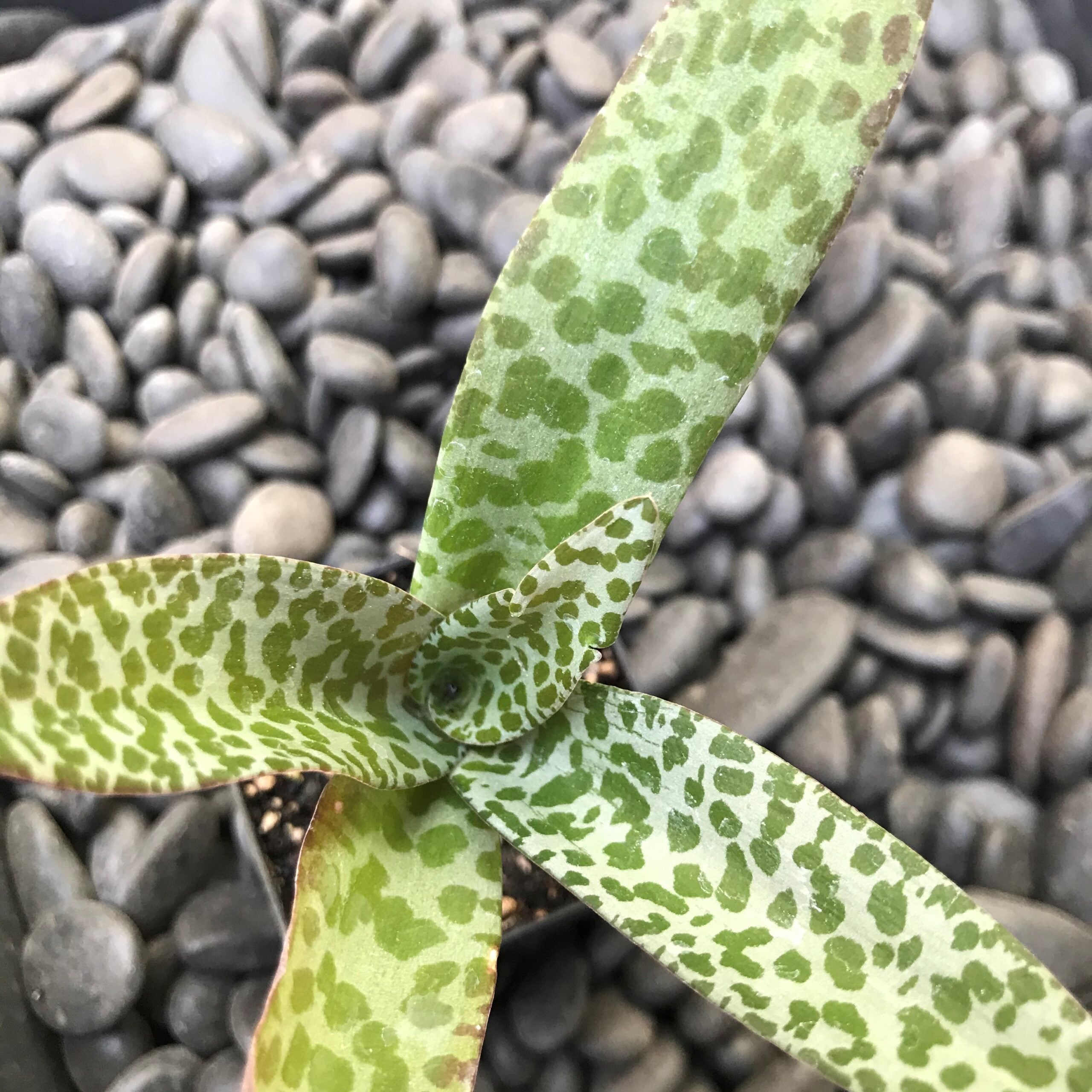 Scilla violacea - Ledebouria socialis (2" Pot) | Little Prince of Oregon  Nursery