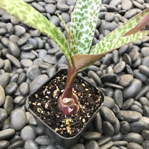 Scilla violacea - Ledebouria socialis (2" Pot) | Little Prince of Oregon  Nursery