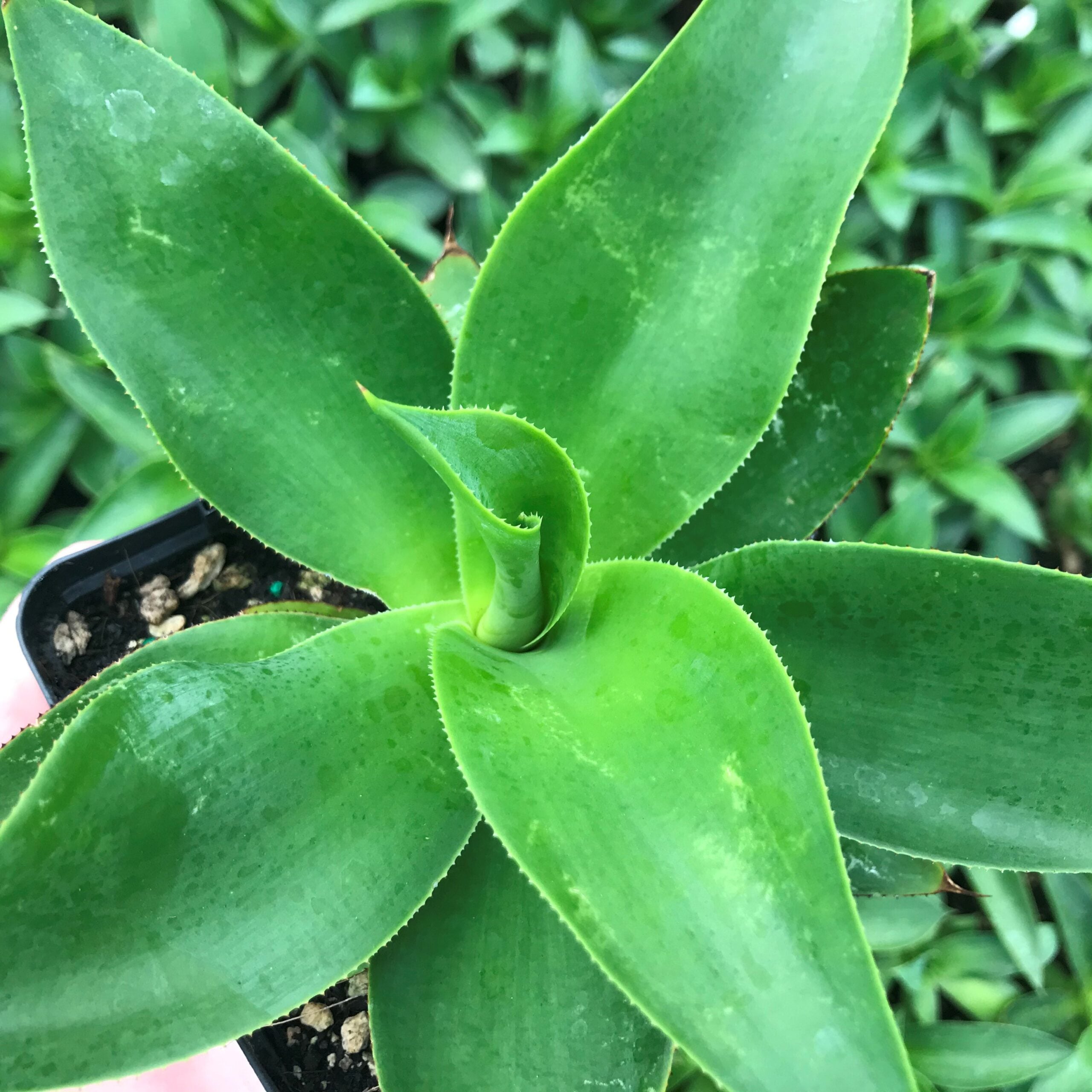 Agave havardiana - Century Plant (4.5" Pot) - Image 2