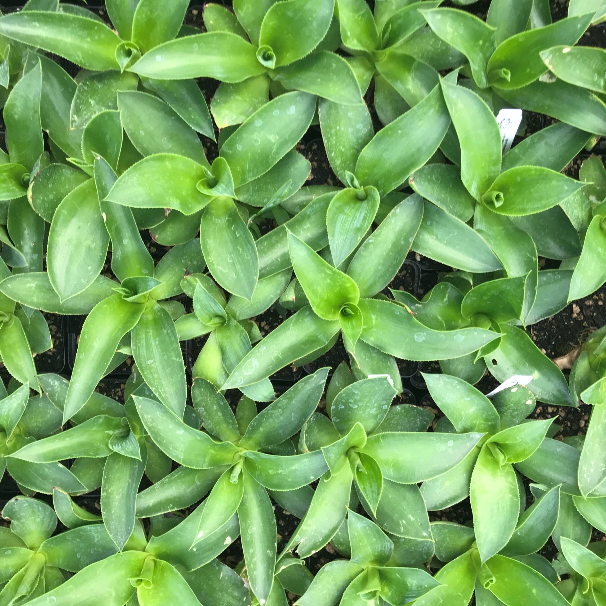 Agave havardiana - Century Plant (4.5" Pot) - Image 3