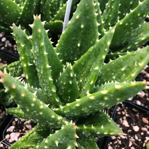 Aloe nobilis - Gold Tooth Aloe (2" Pot) | Little Prince of Oregon Nursery