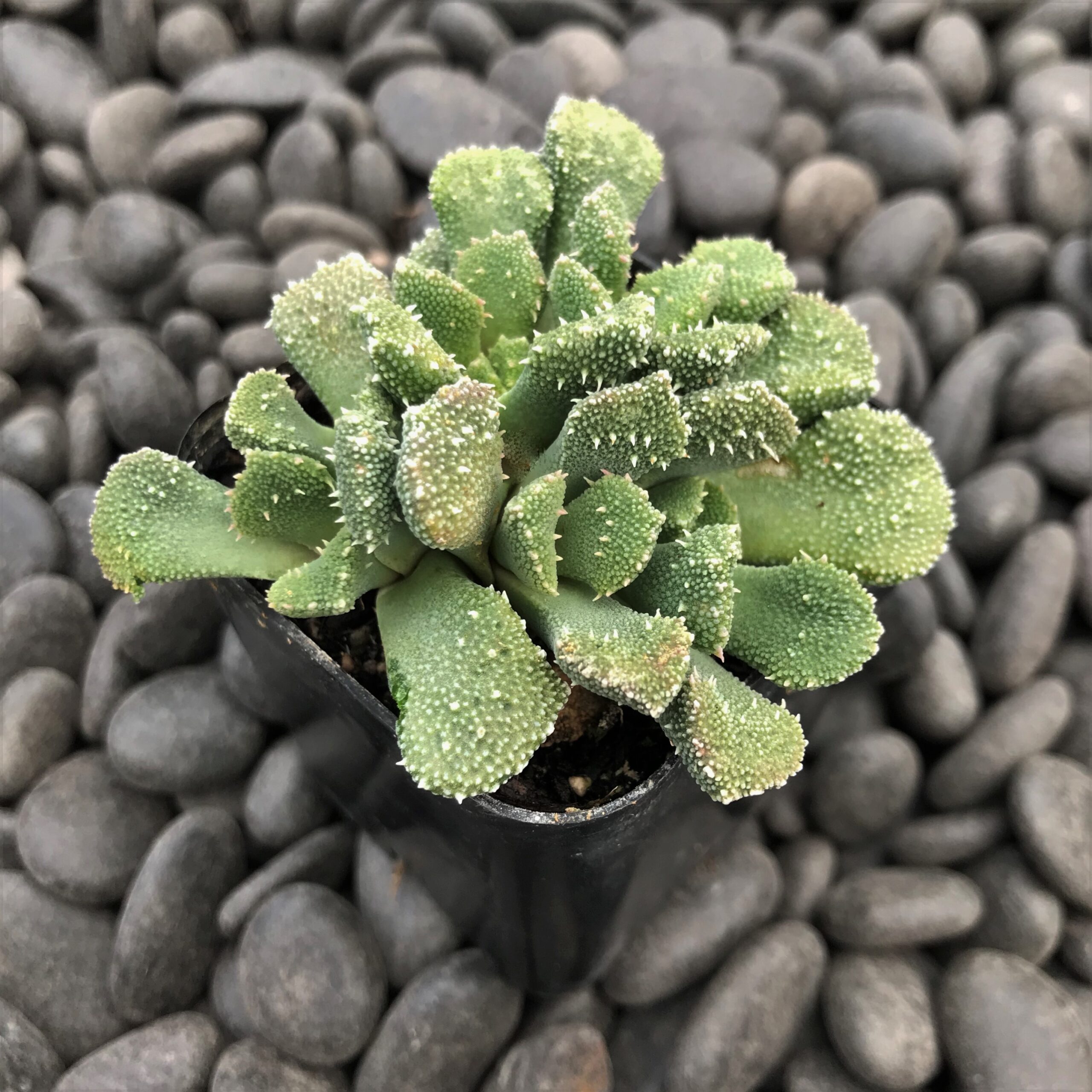 Aloinopsis luckhofffii (2" Pot) - Image 2