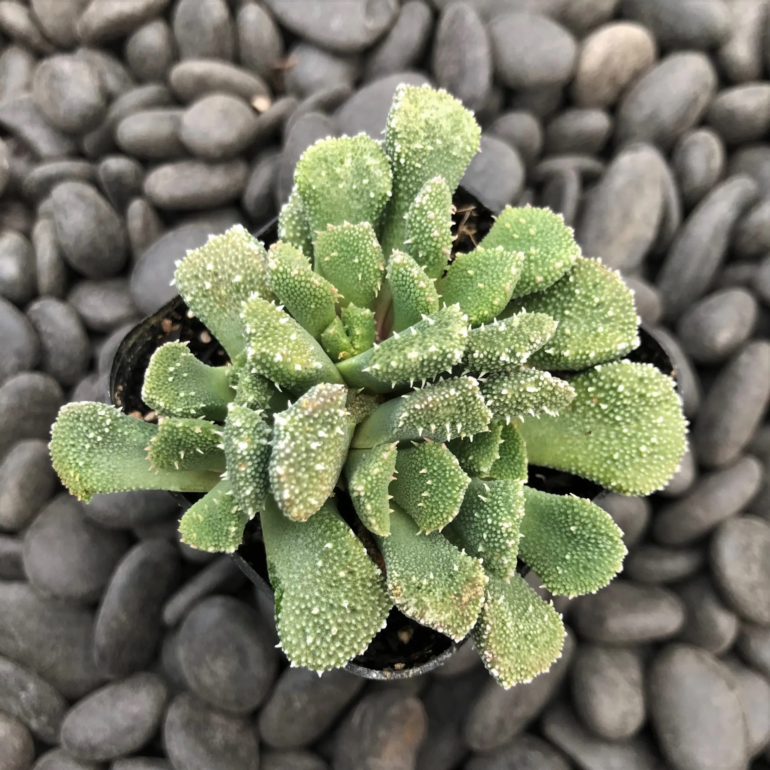 Aloinopsis luckhofffii (2
