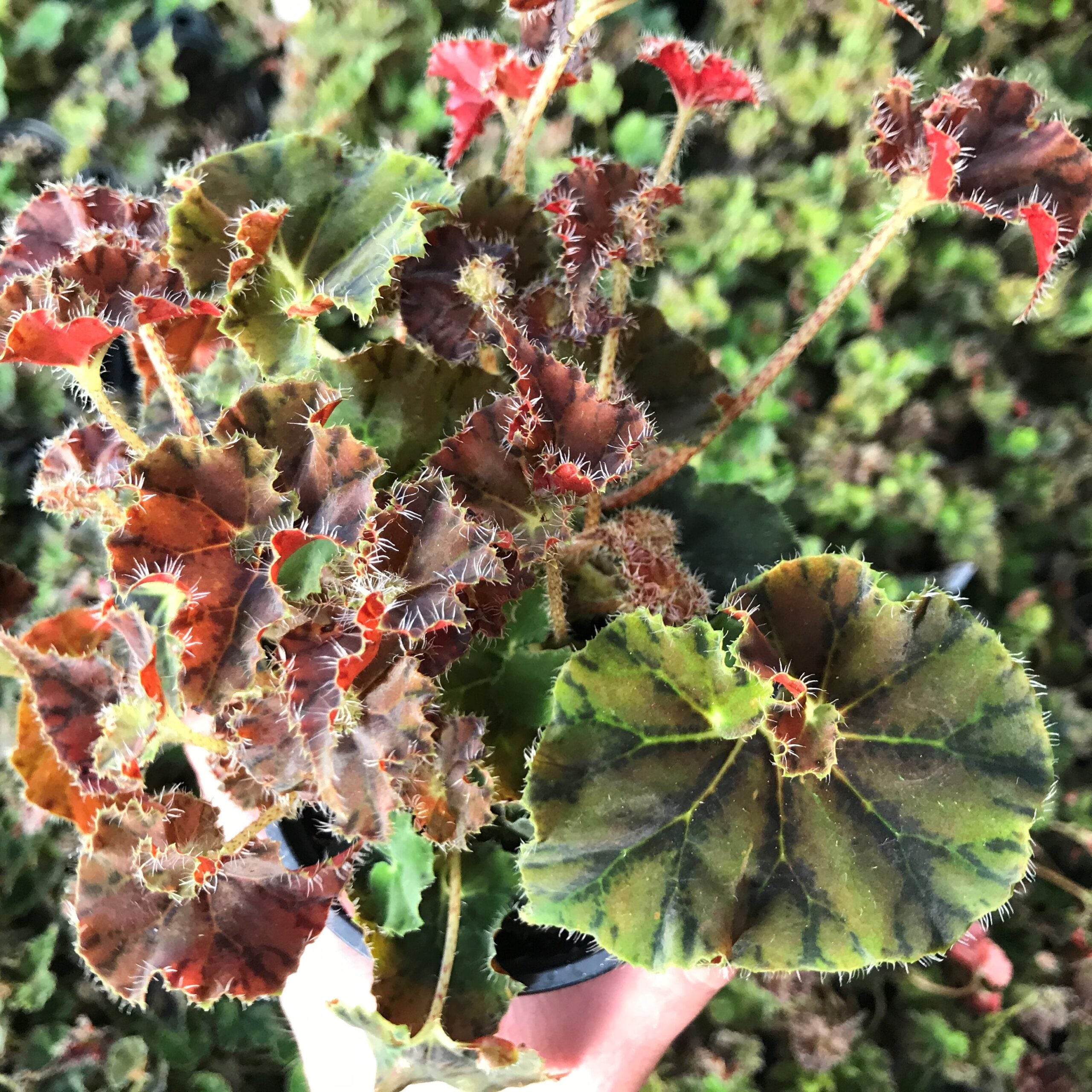 Begonia 'Kevin Whitecotton' (4.5" Pot) - Image 3