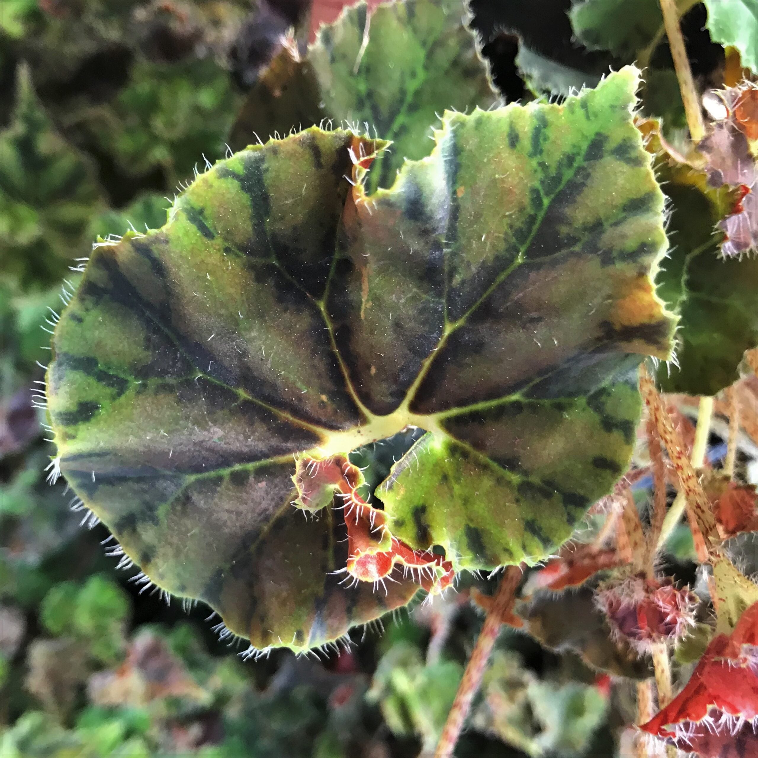 Begonia 'Kevin Whitecotton' (4.5" Pot) - Image 5