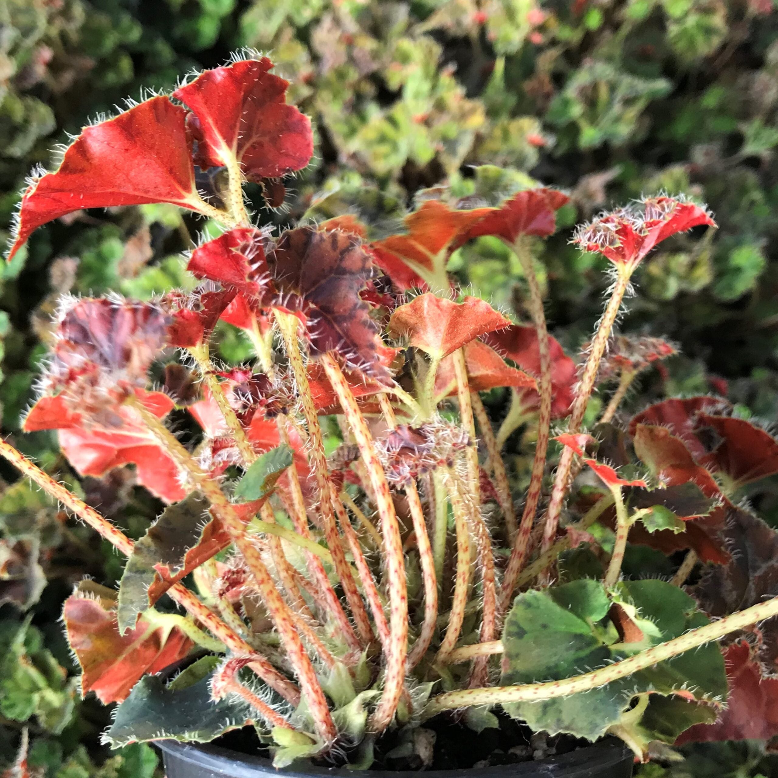 Begonia 'Kevin Whitecotton' (4.5" Pot) - Image 6