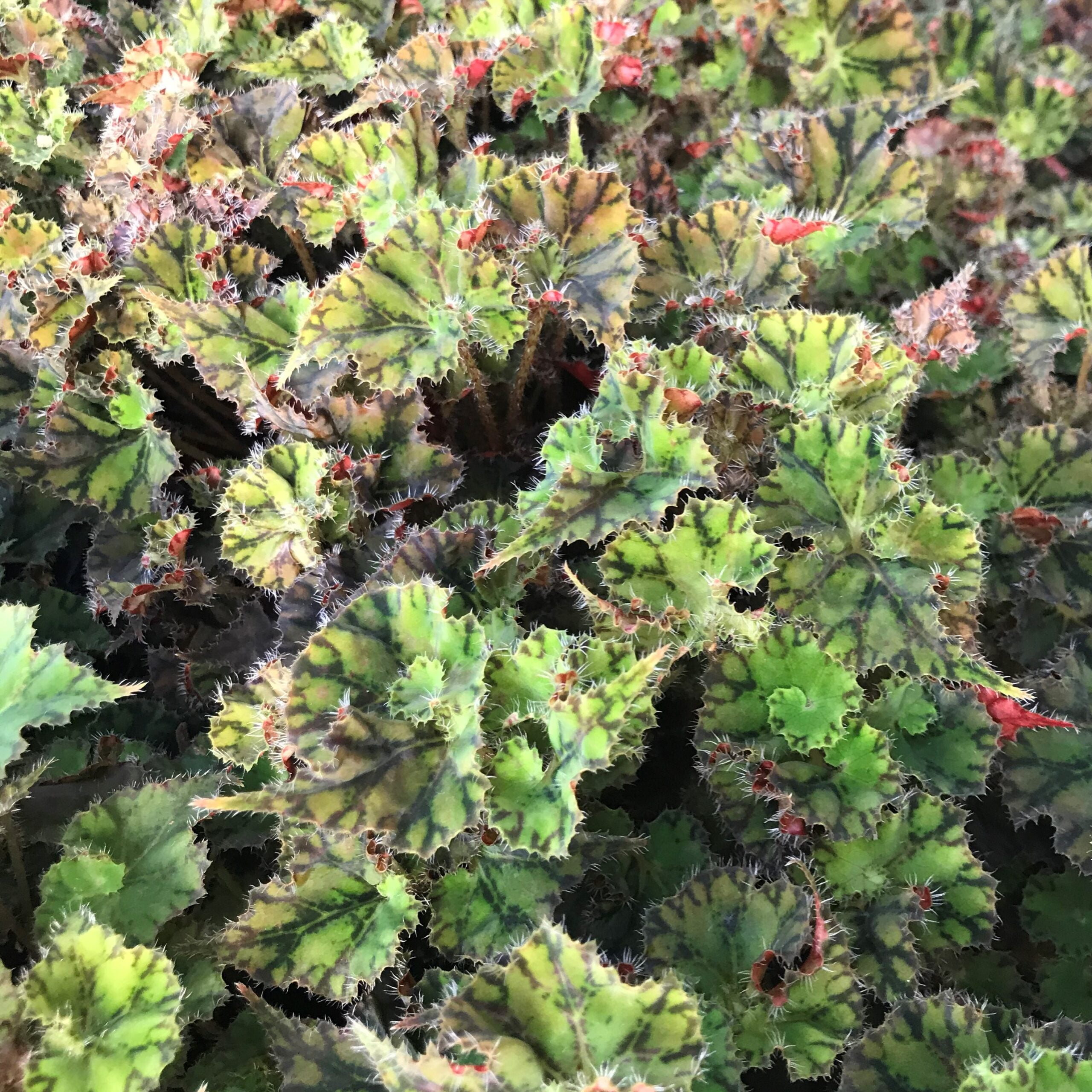 Begonia 'Kevin Whitecotton' (4.5" Pot) - Image 7