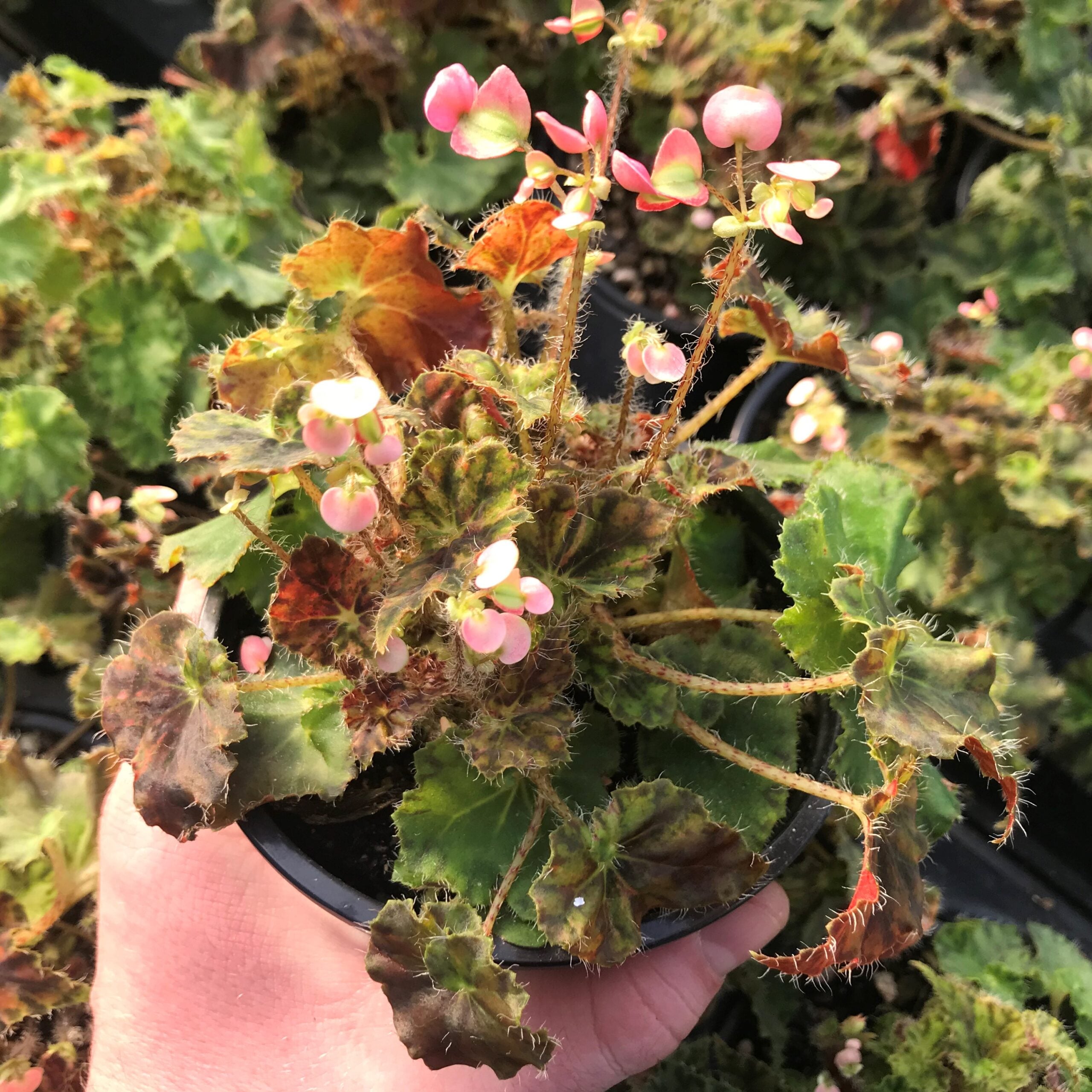 Begonia 'Kevin Whitecotton' (4.5" Pot) - Image 4