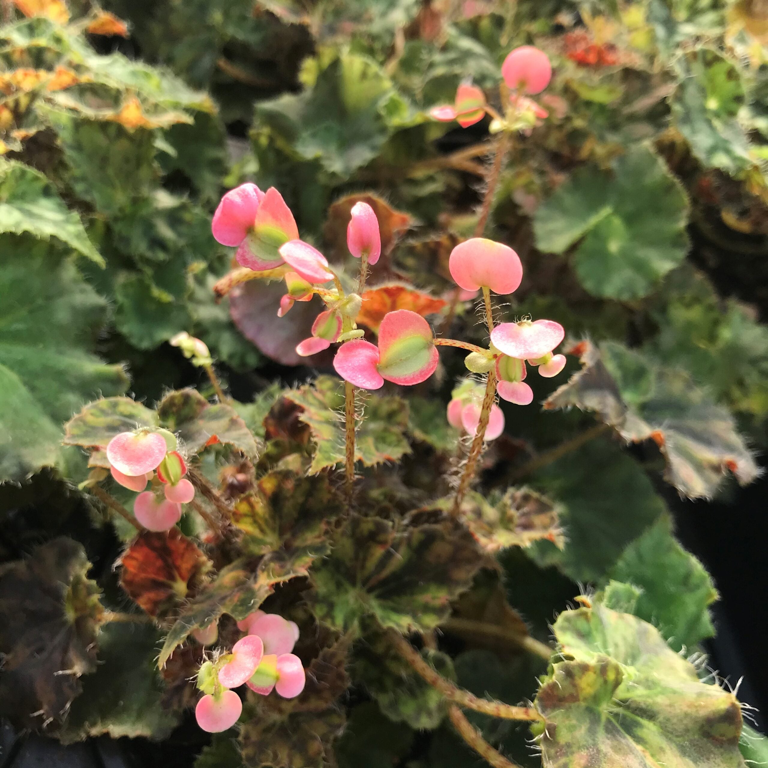Begonia 'Kevin Whitecotton' (4.5" Pot) - Image 2