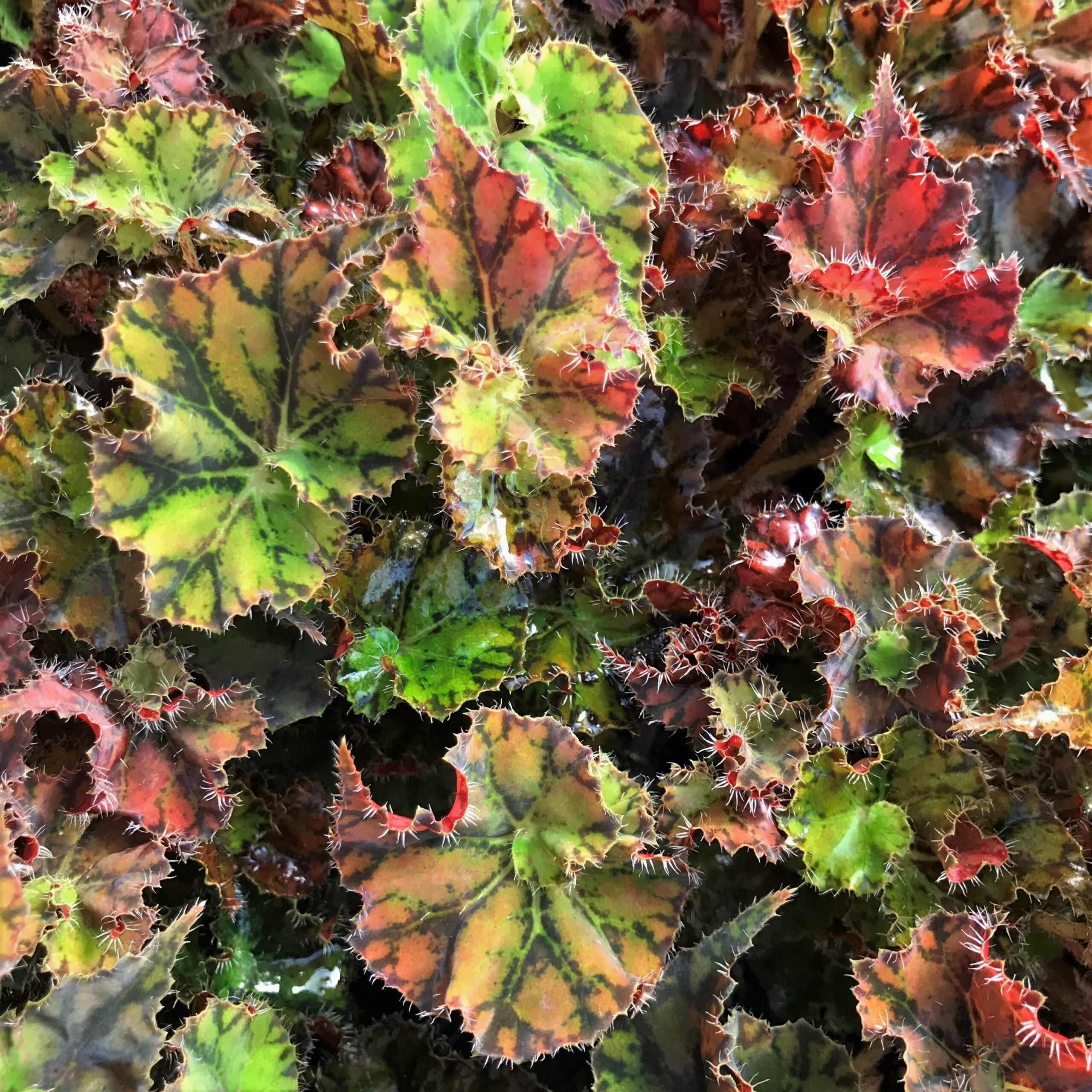 Begonia 'Kevin Whitecotton' (4.5" Pot)