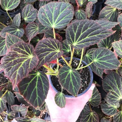 Begonia chloroneura (4.5" Pot)