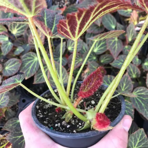 fabian plant Polyscias scutellaria 'Fabian' – Foliage Factory