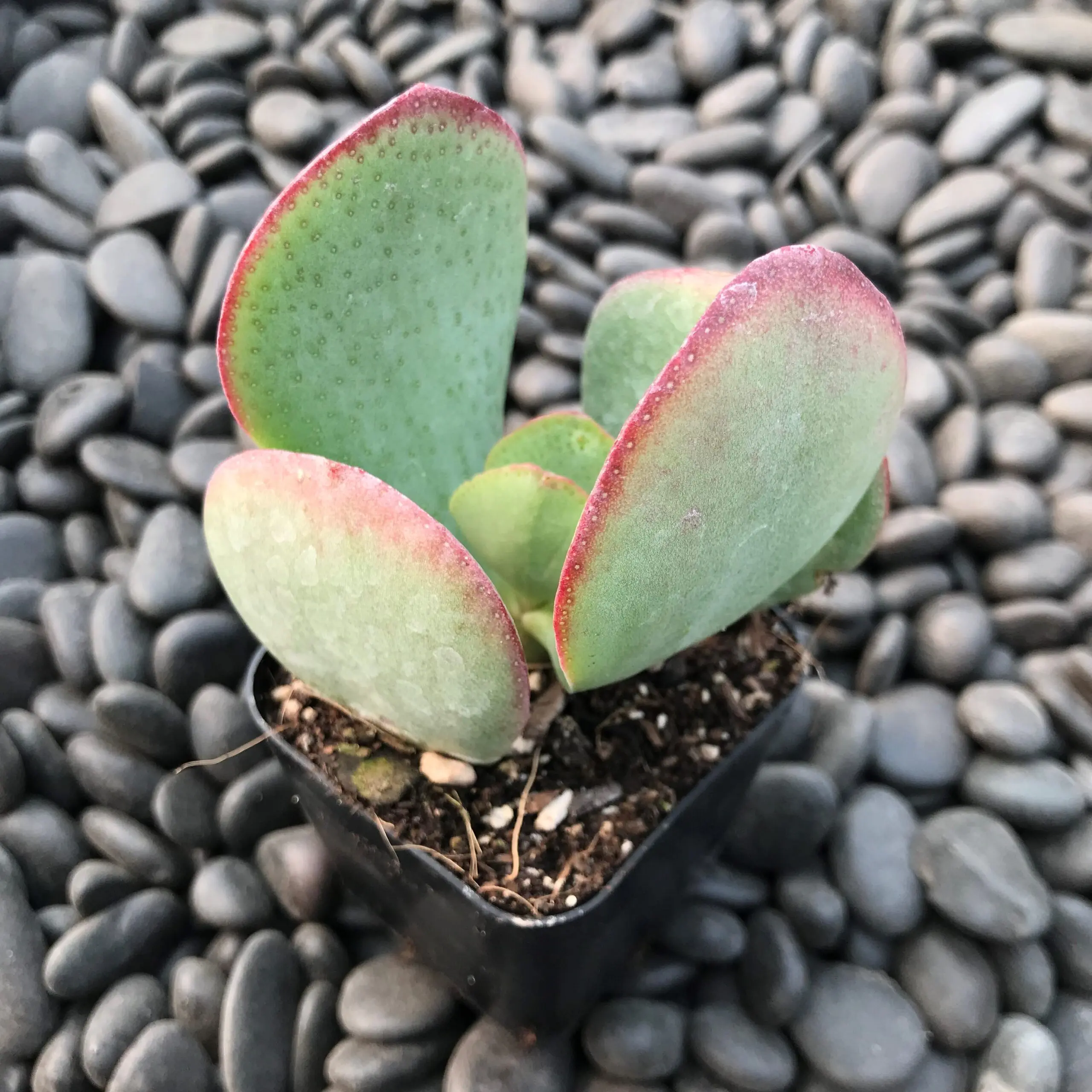 Crassula arborescens 'Blue Hale' - Blue Jade (2" Pot) | Little Prince of  Oregon Nursery