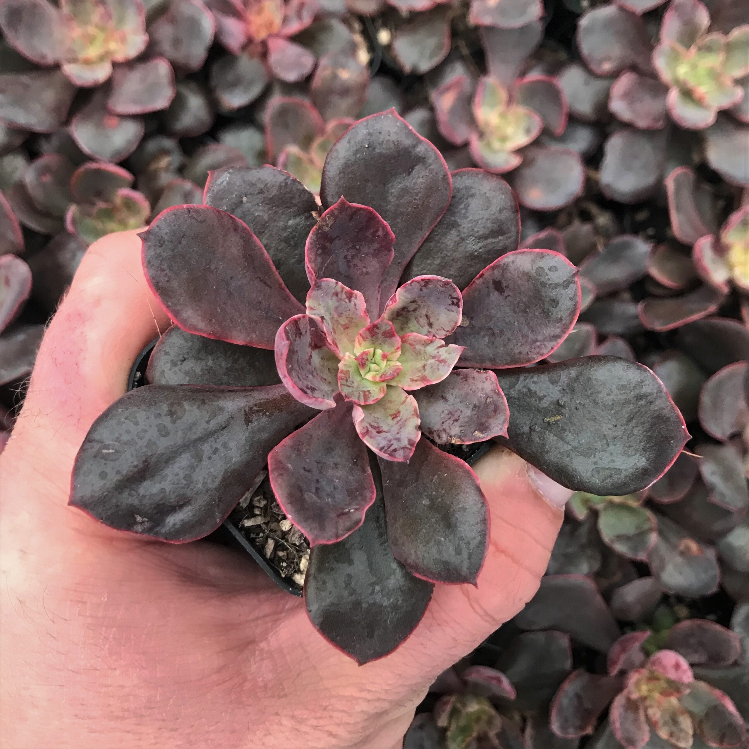 Echeveria 'Painted Frills' (2" Pot) - Image 2