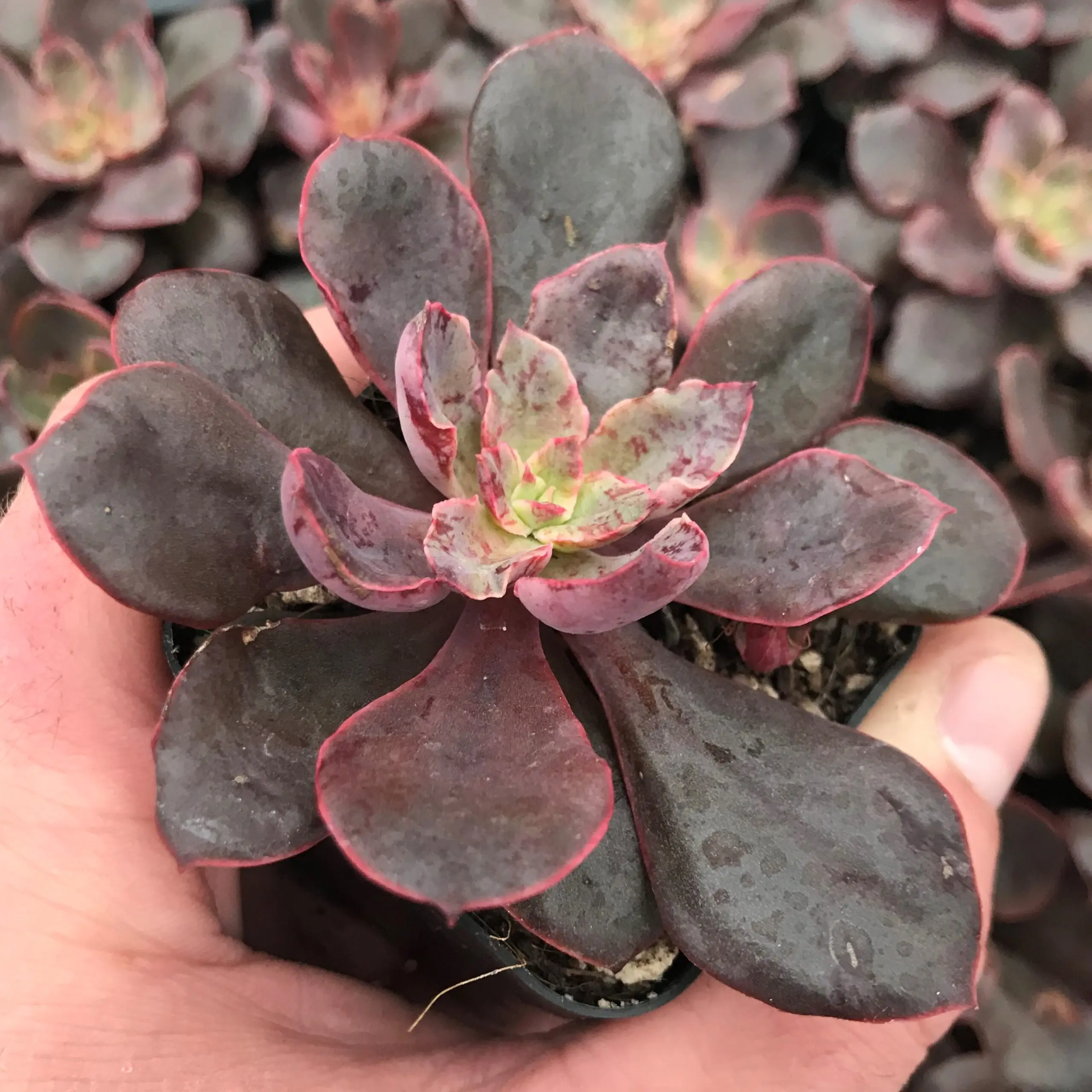 Echeveria-Painted-Frills-