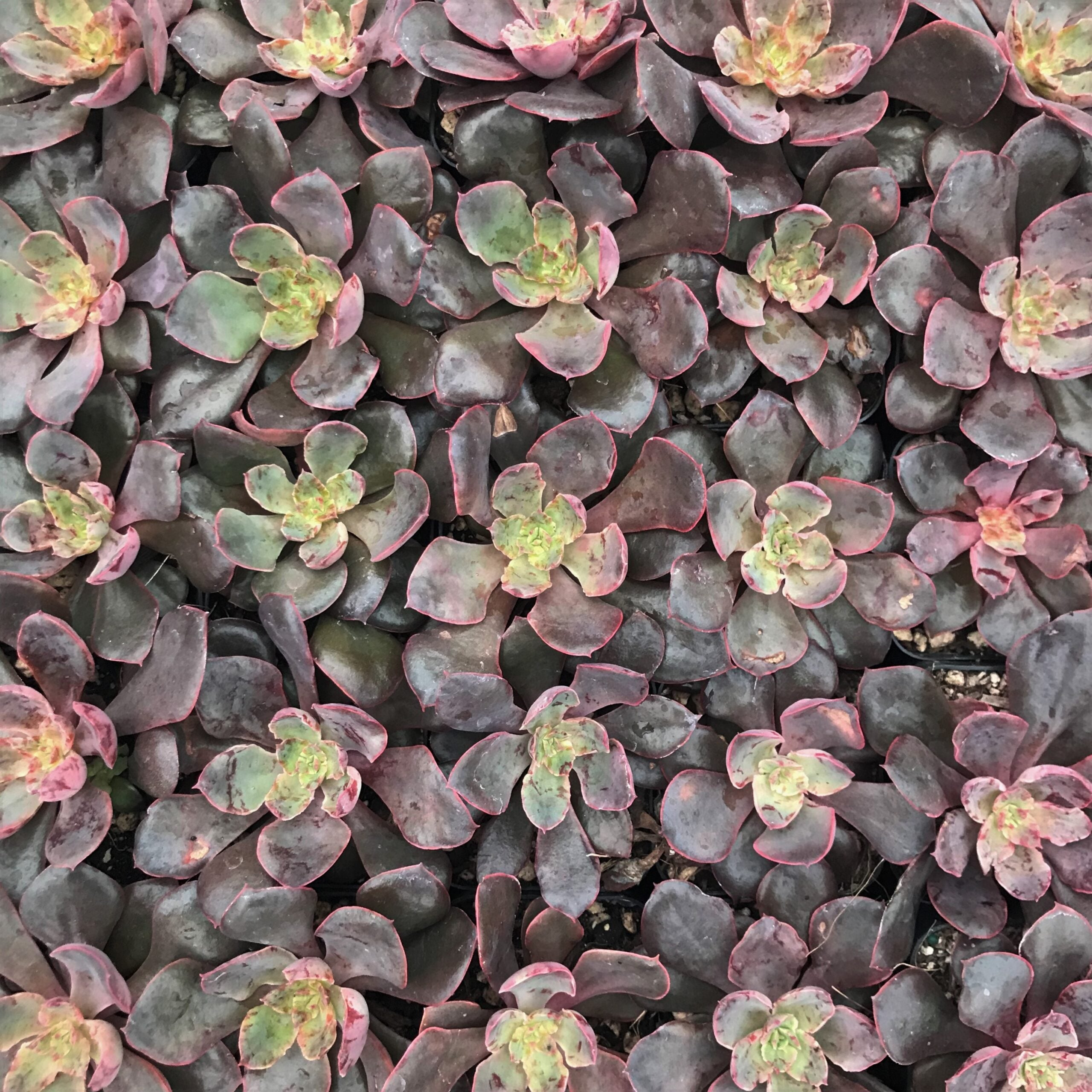 Echeveria 'Painted Frills' (2" Pot) - Image 4