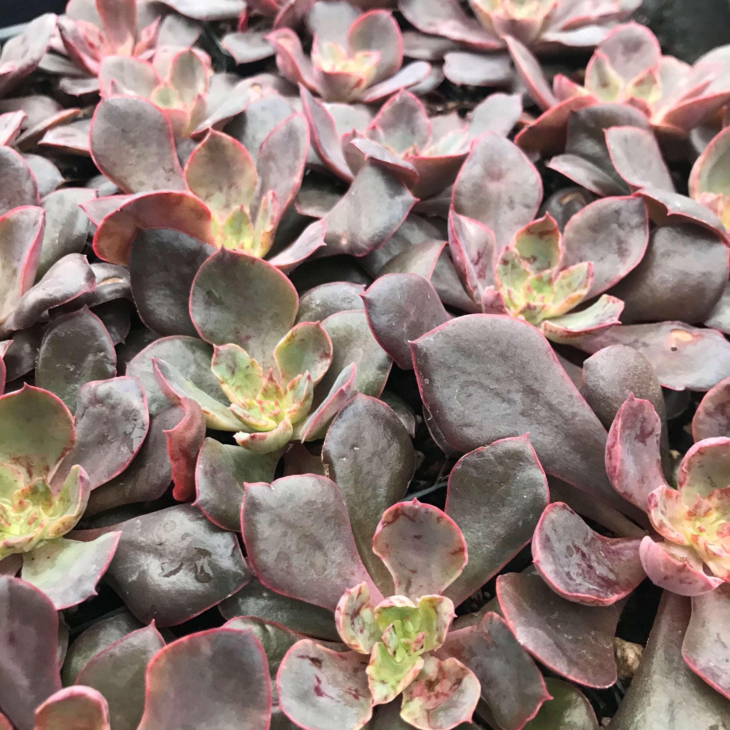 Echeveria 'Painted Frills' (2" Pot) - Image 3
