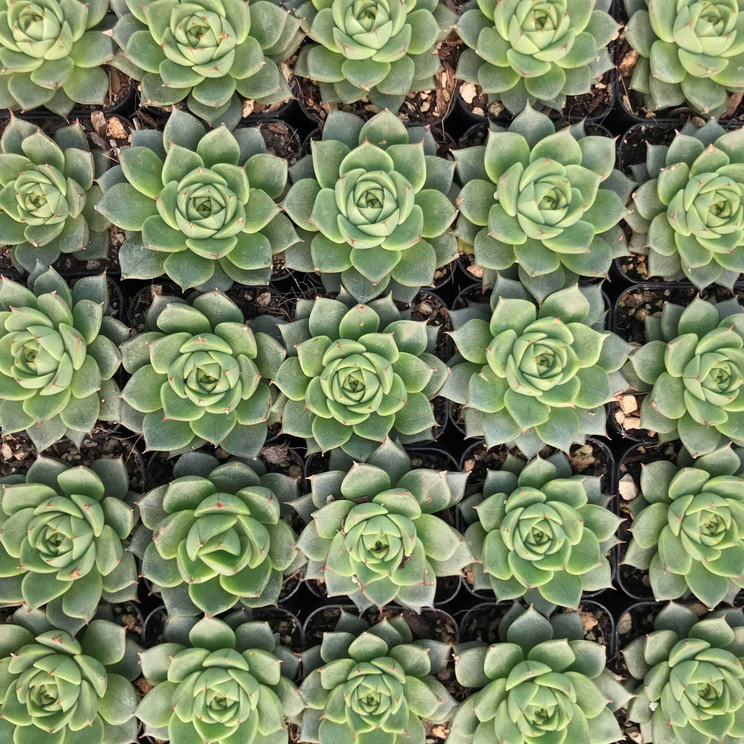 Echeveria 'Fabiola' (2" Pot) - Image 5