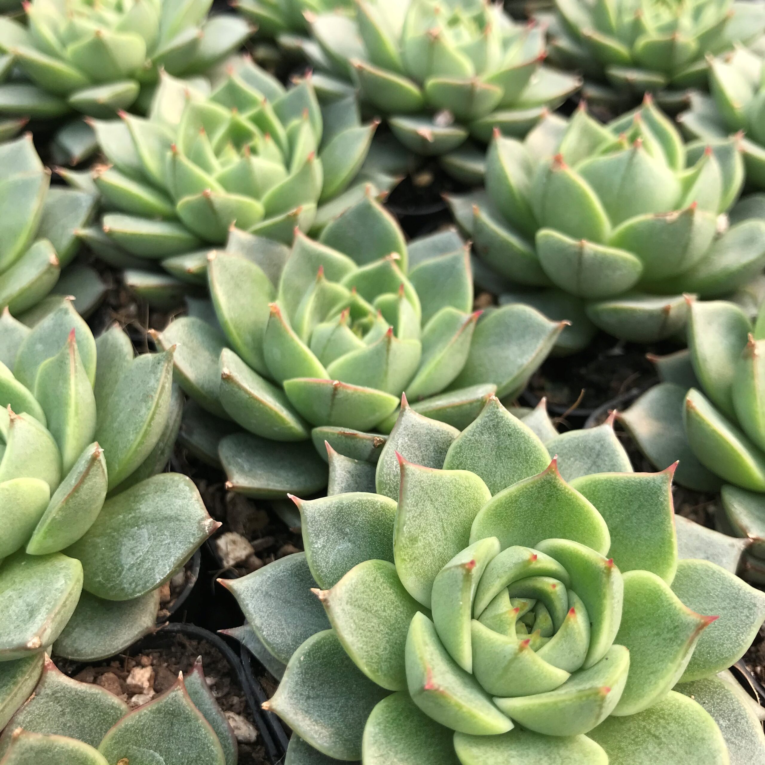 Echeveria 'Fabiola' (2" Pot) - Image 2