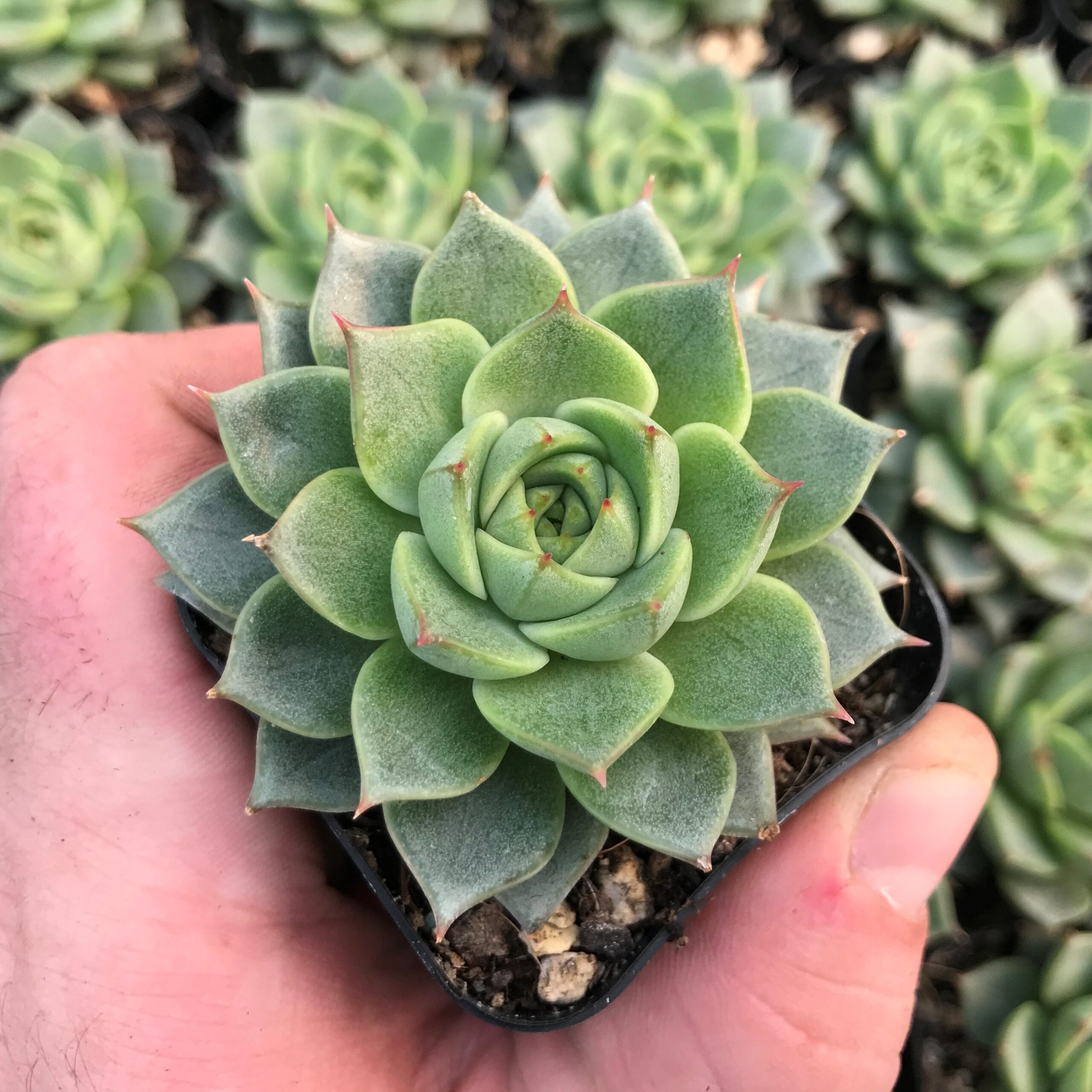 Echeveria 'Fabiola' (2" Pot)