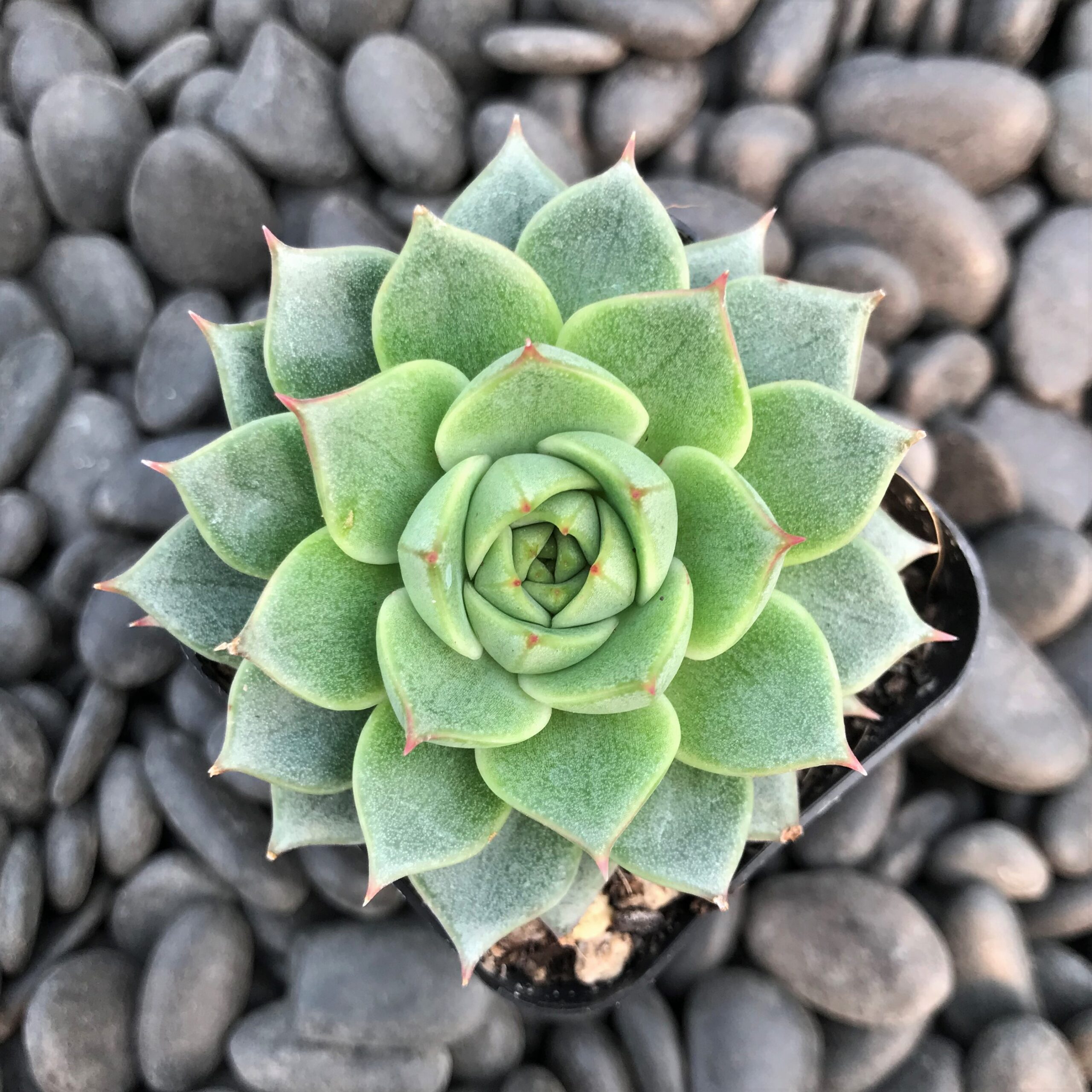 Echeveria 'Fabiola' (2" Pot) - Image 3